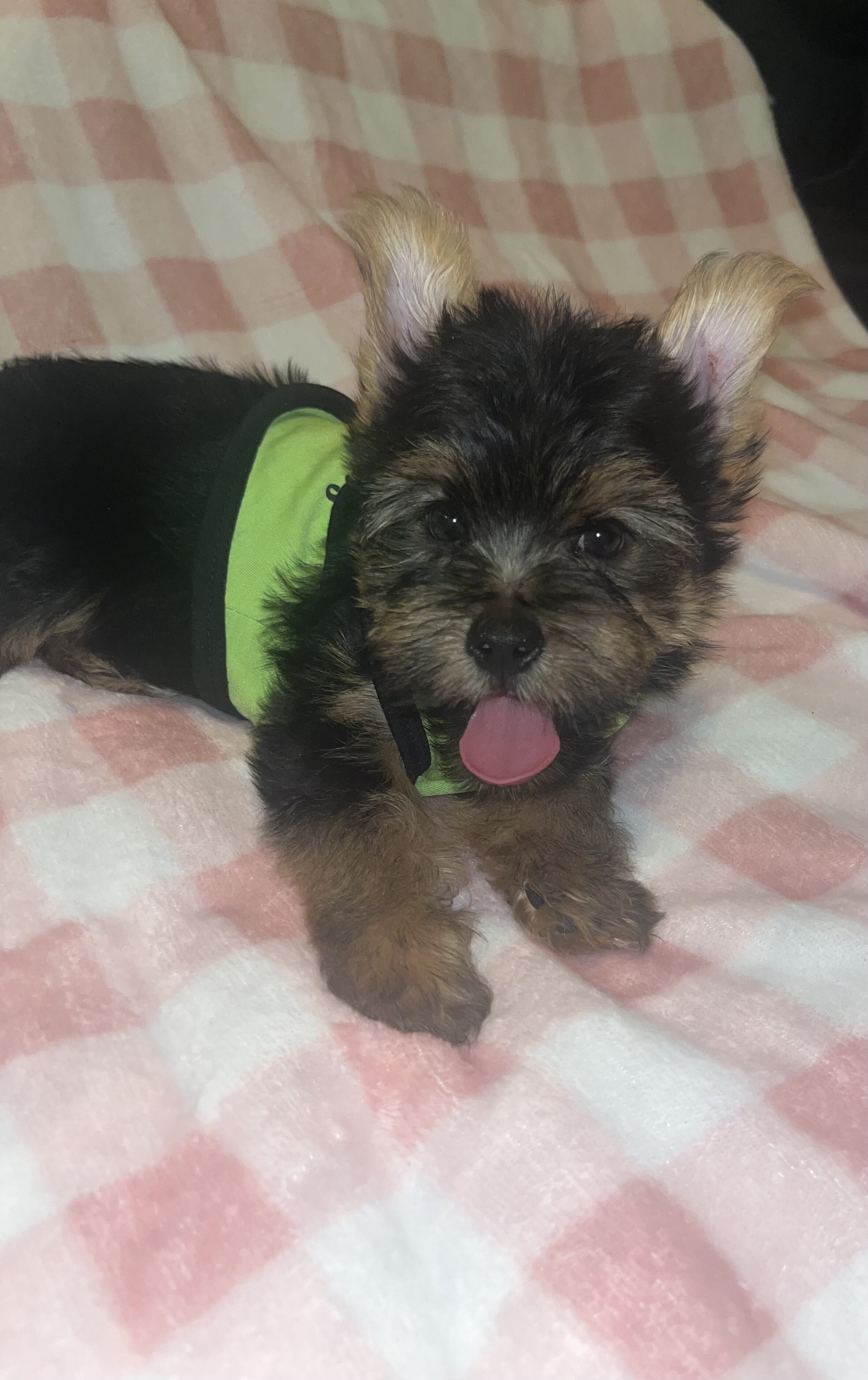 Yorkie male image 1
