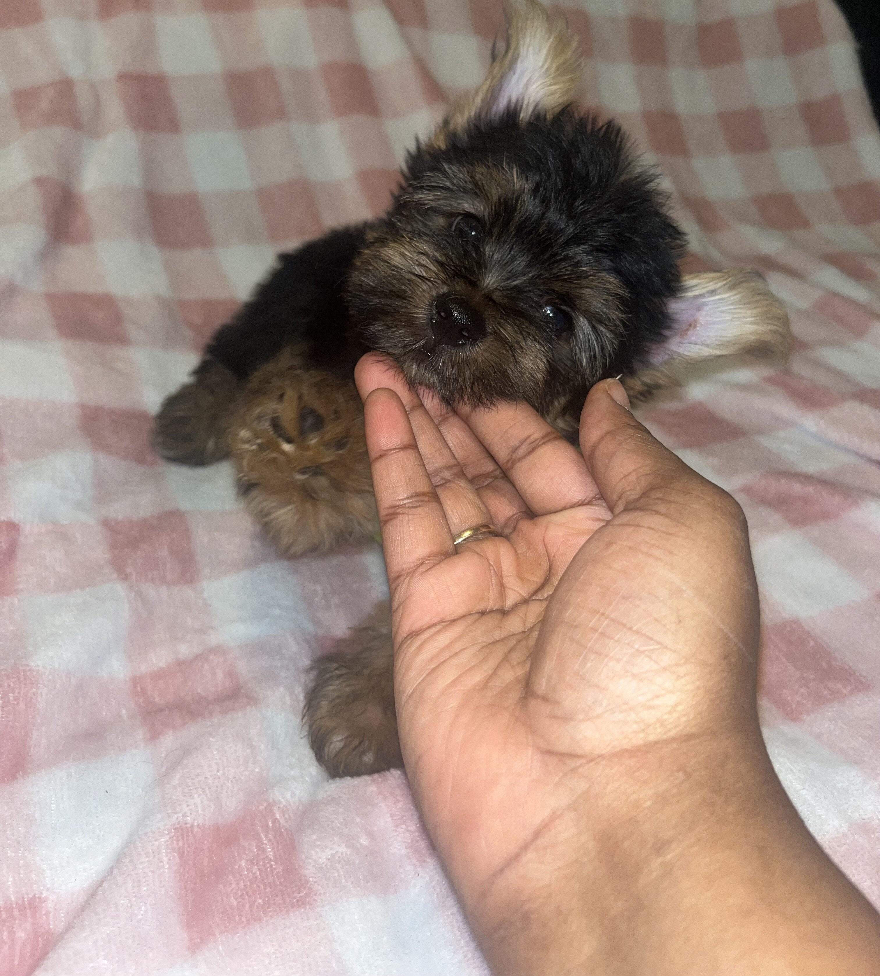 Yorkie male image 2