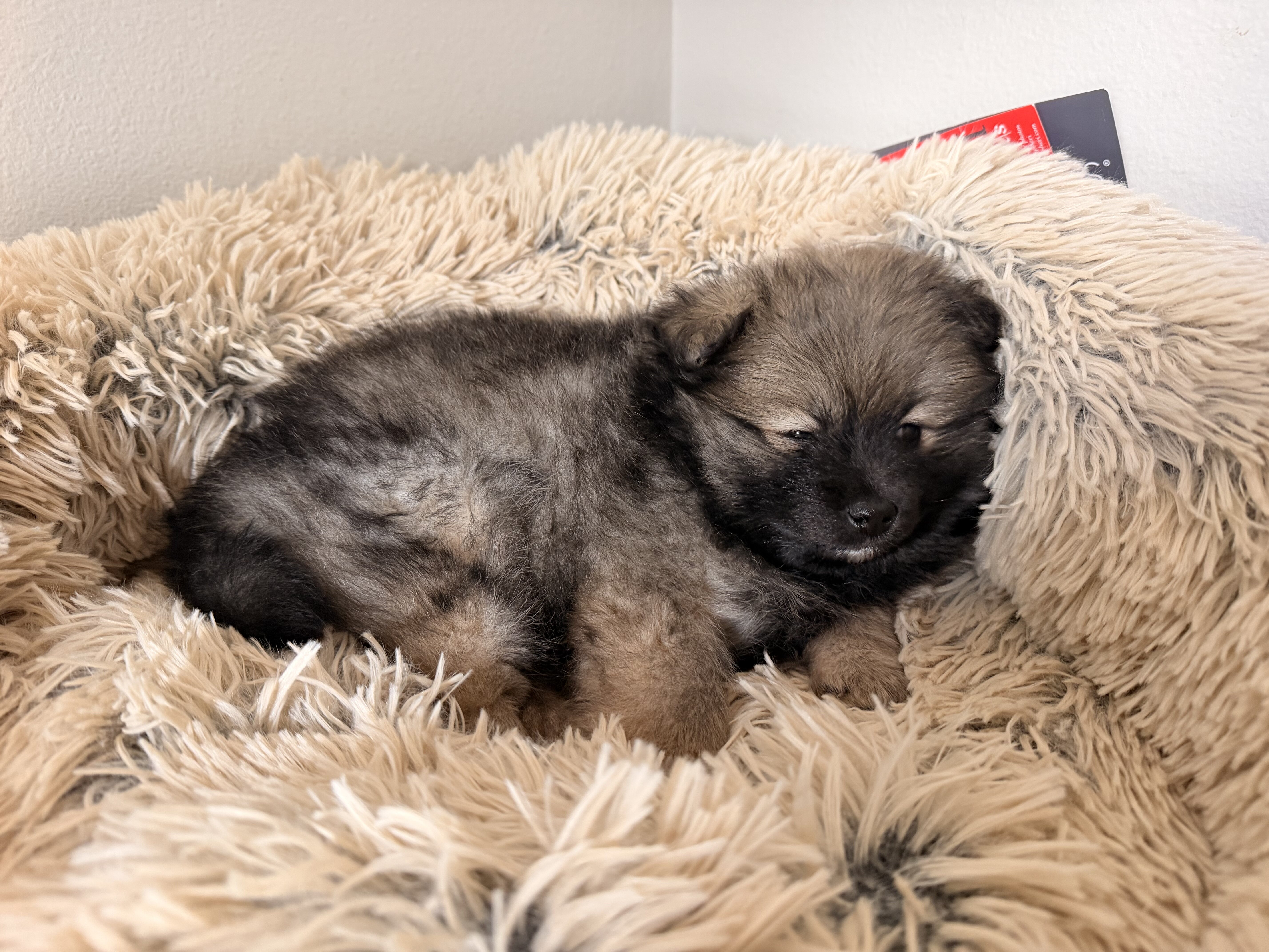 Puppy-Pomeranian image 3