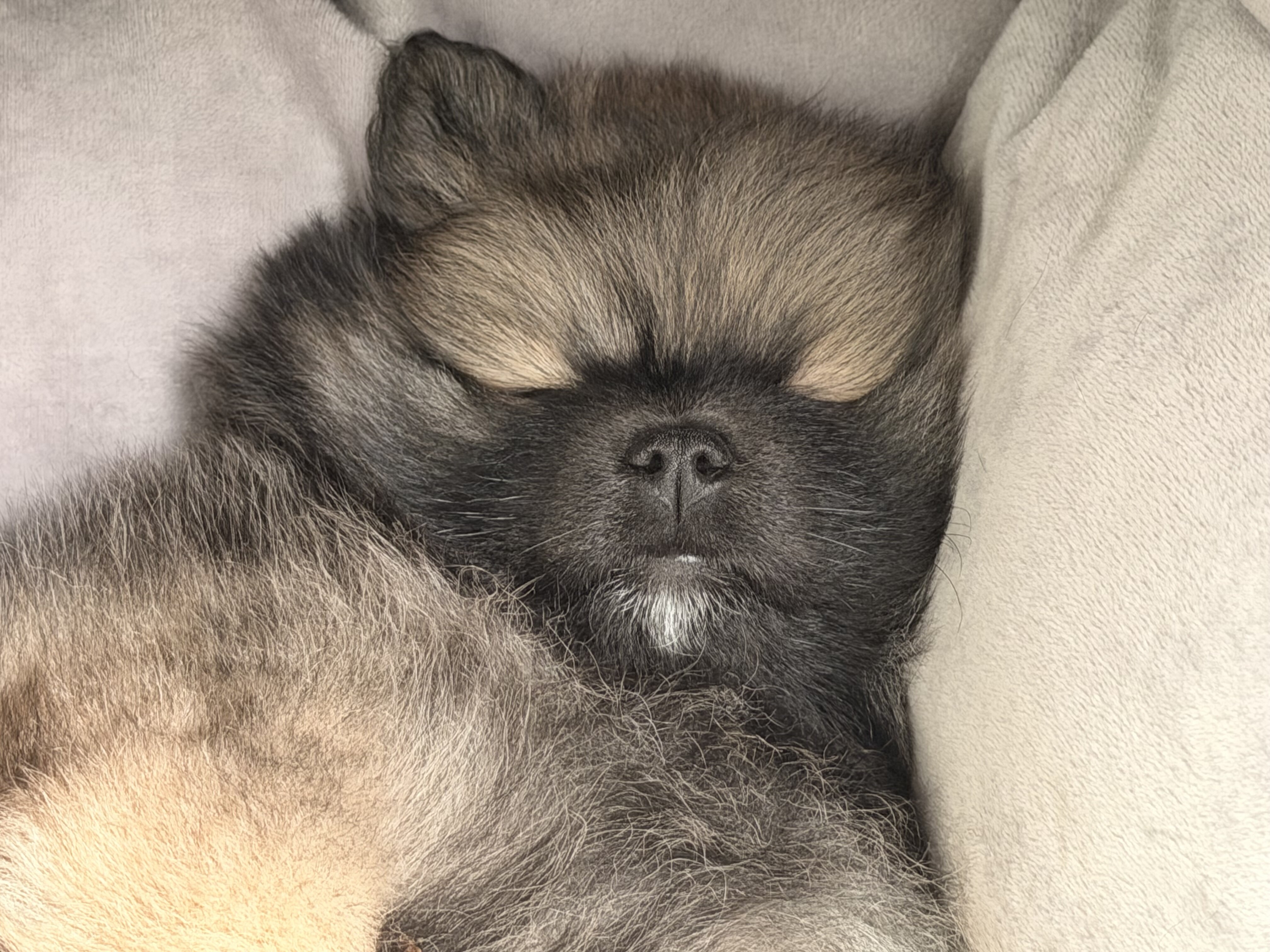 Puppy-Pomeranian image 2