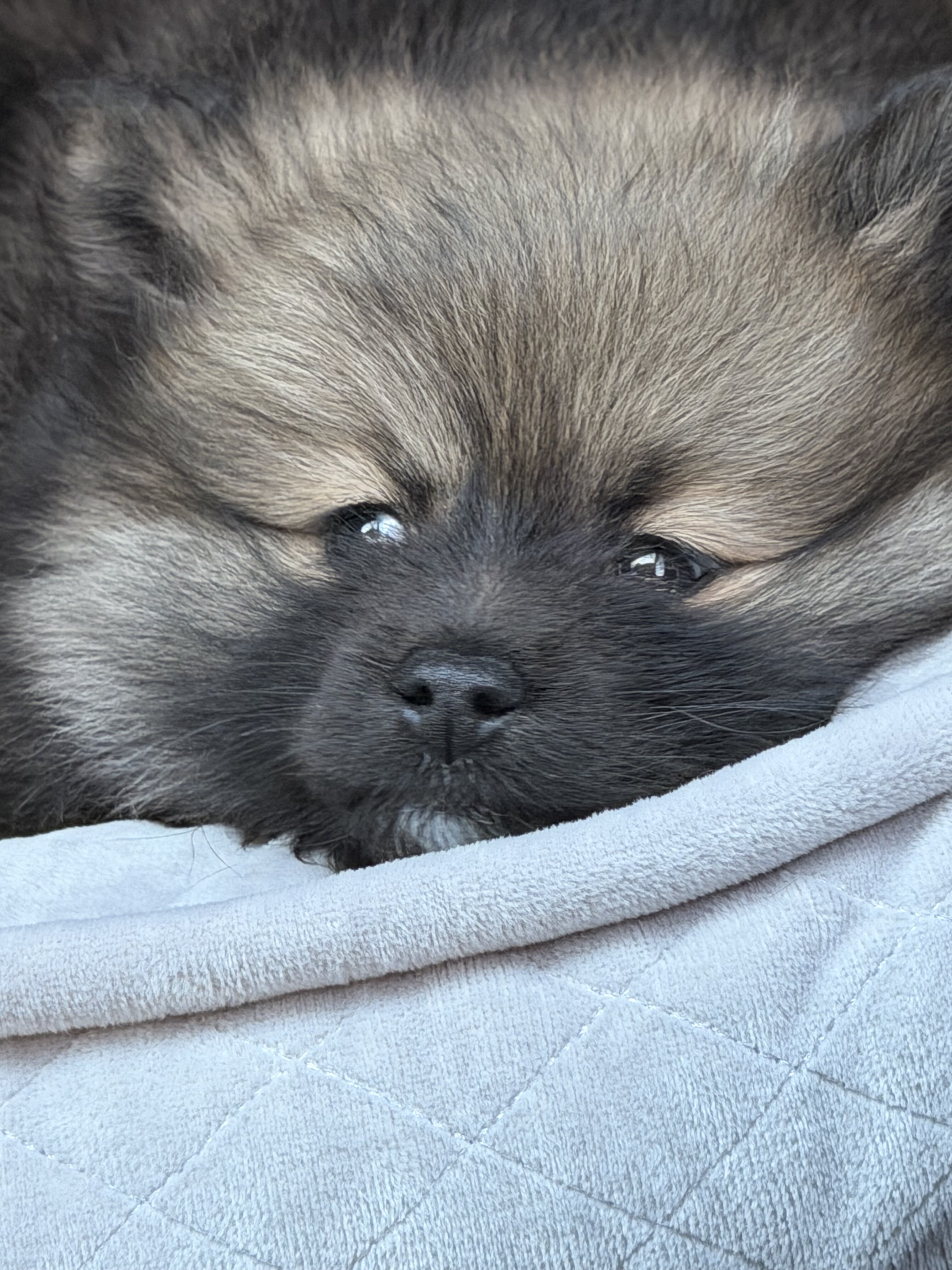 Puppy-Pomeranian image 1