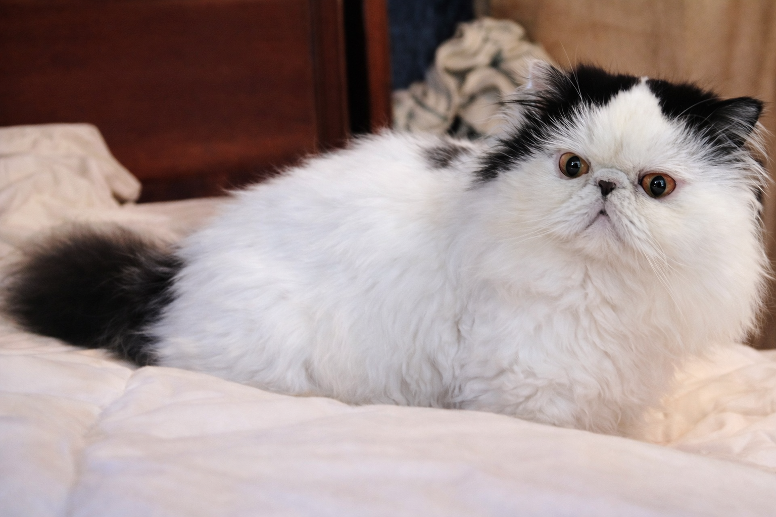 Adorable Persian boys image 4