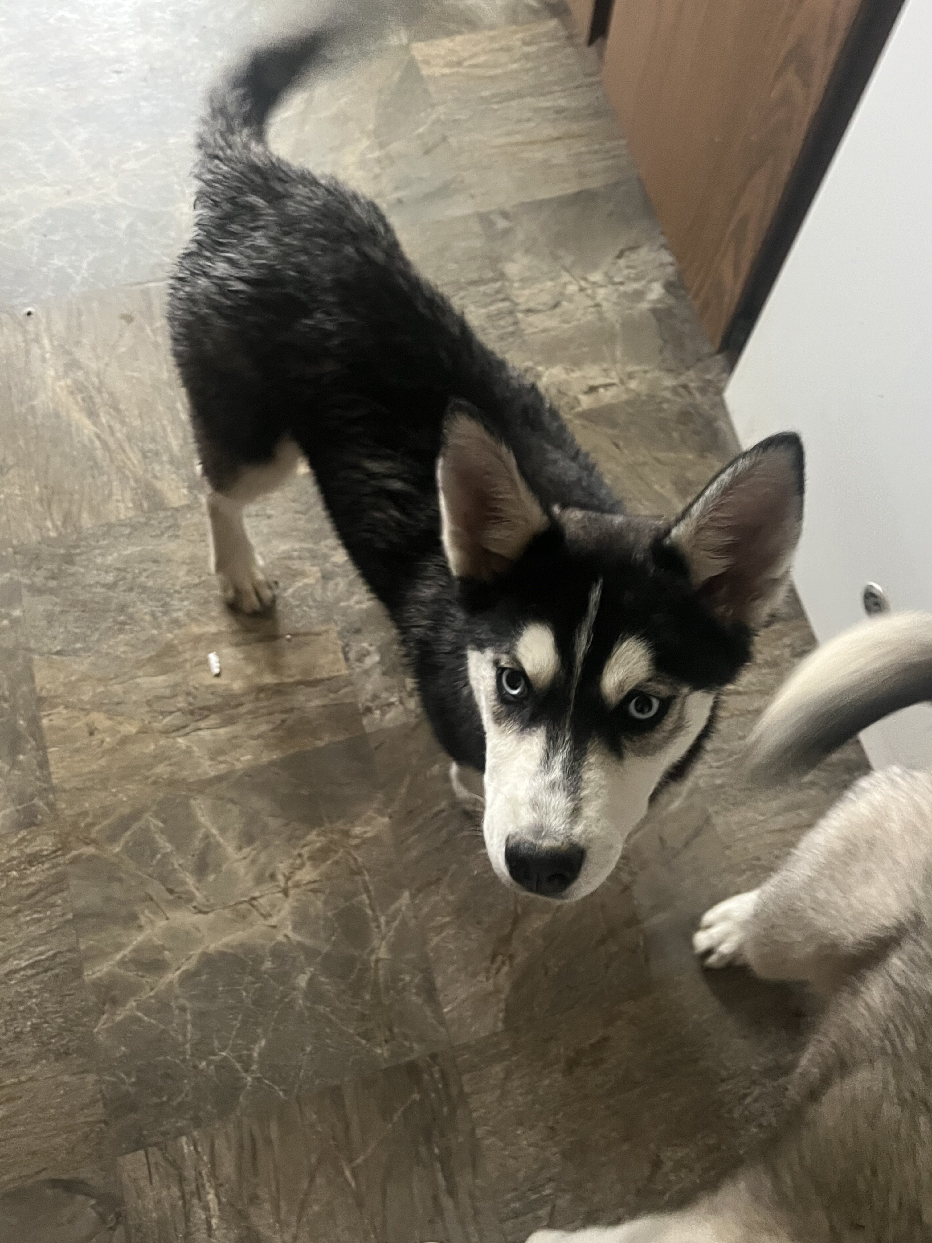 Puppies image 3