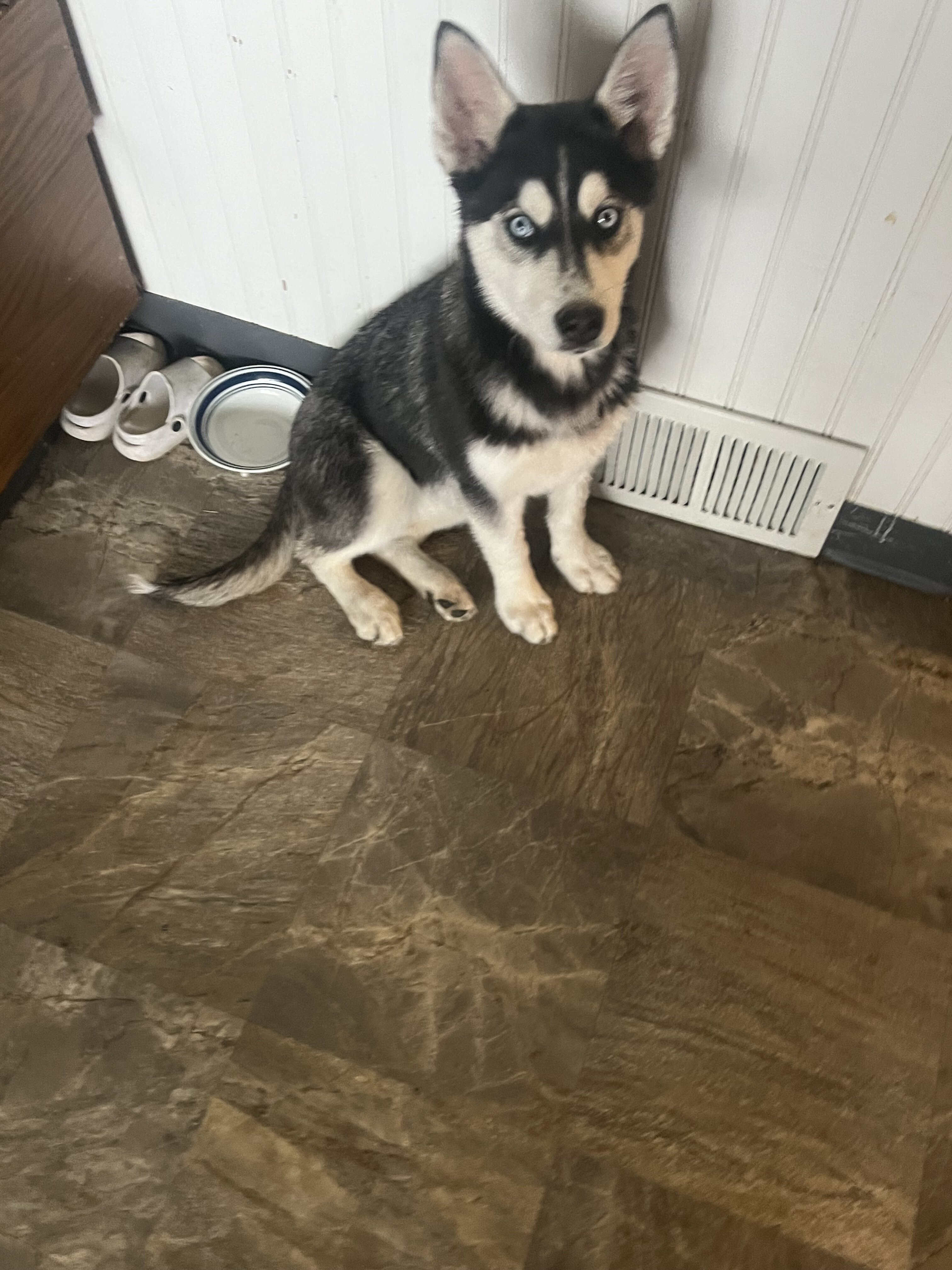 Puppies image 2