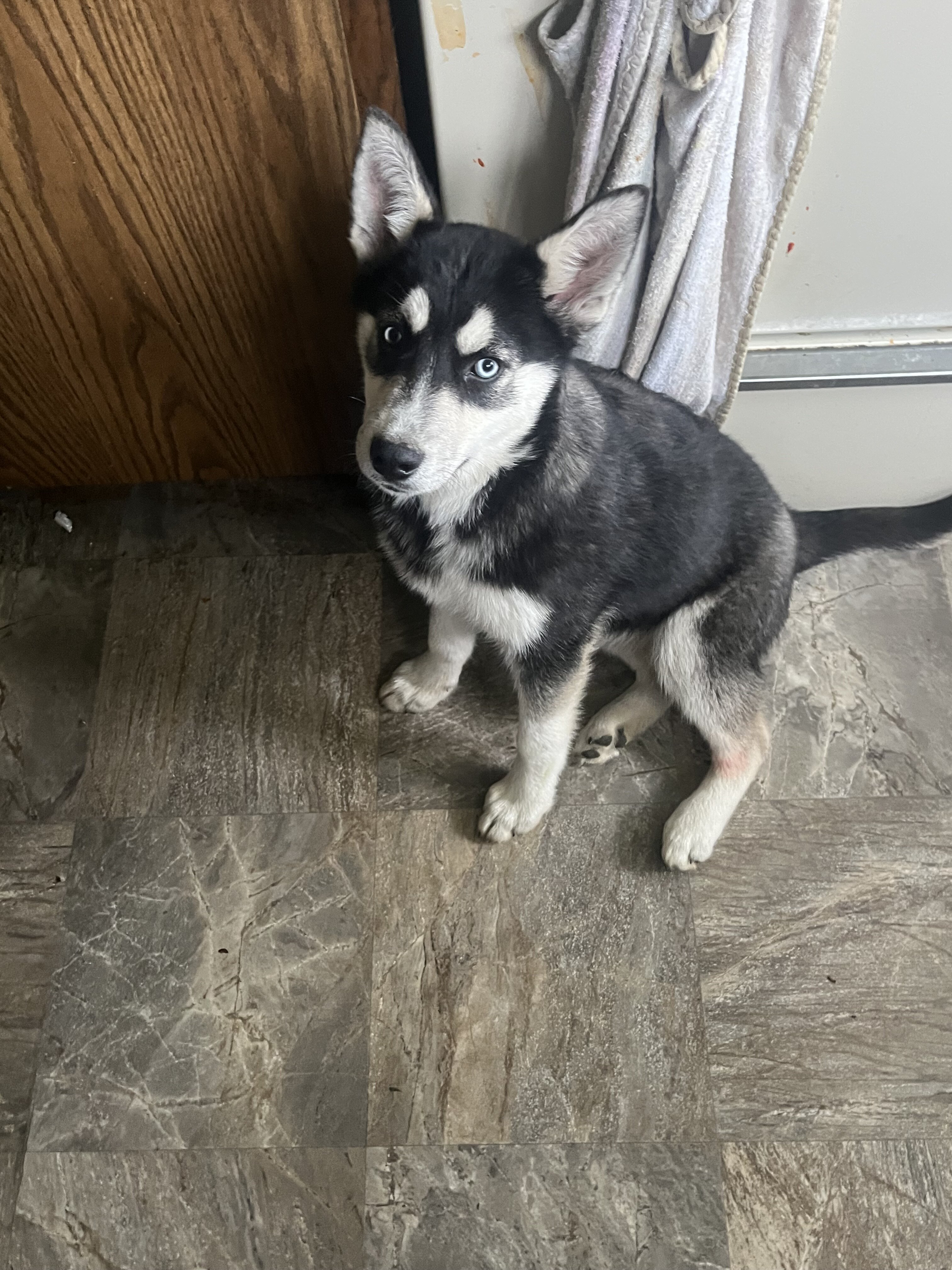 Puppies image 1