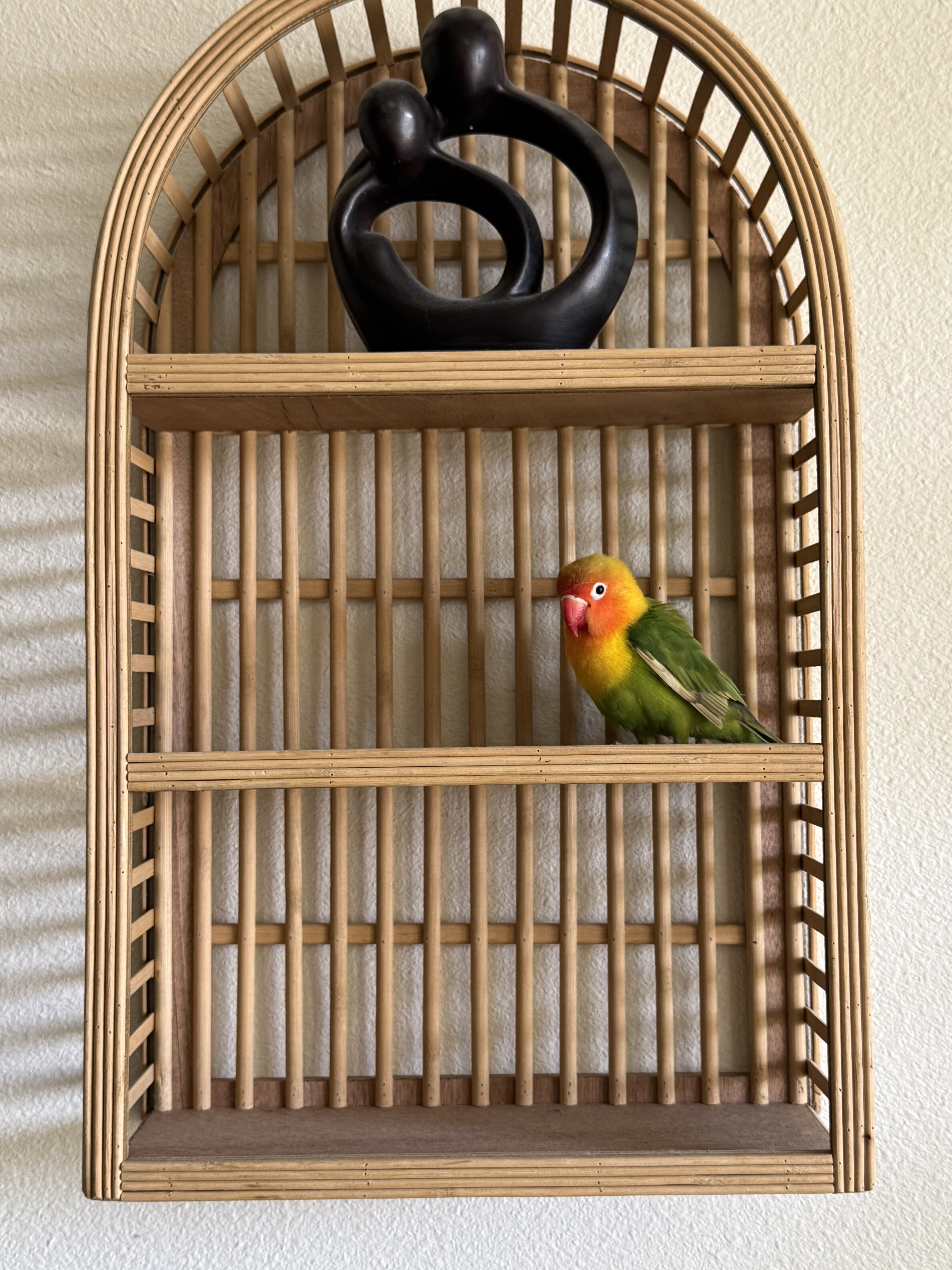 Love bird image 3
