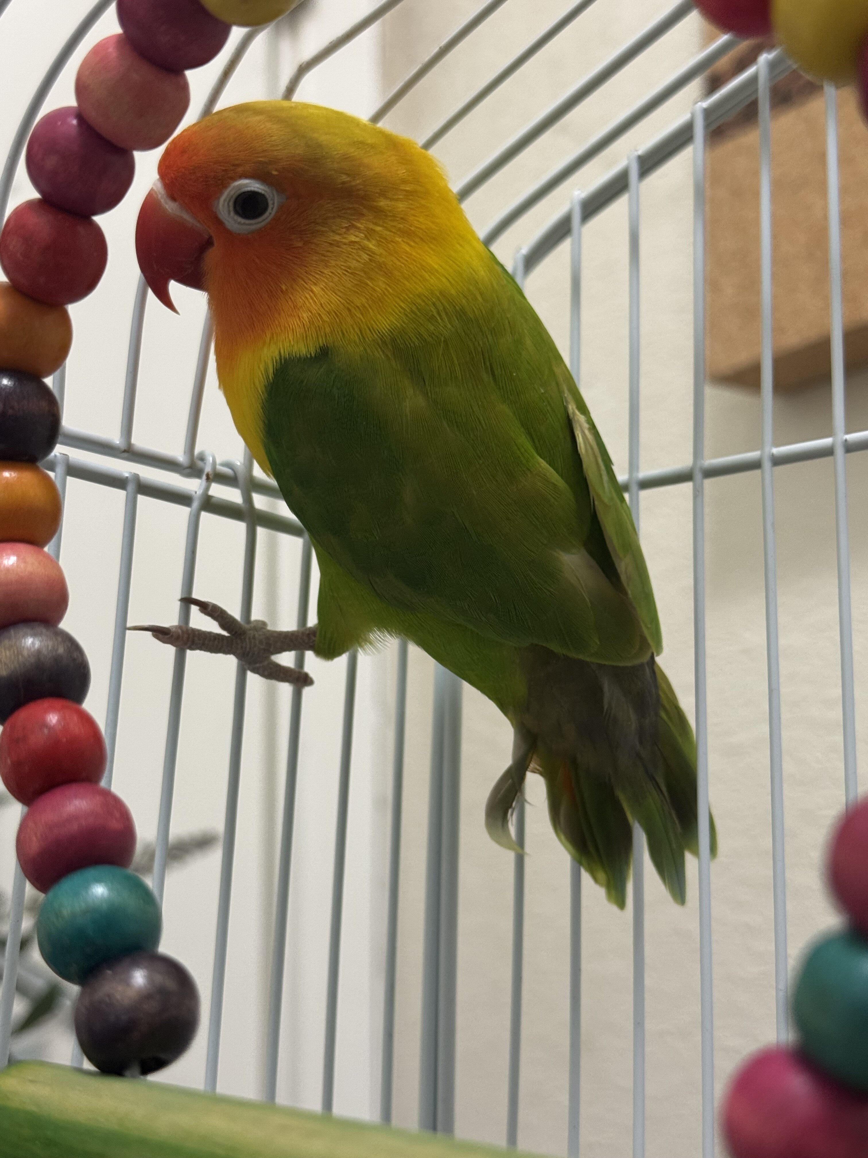 Love bird image 2