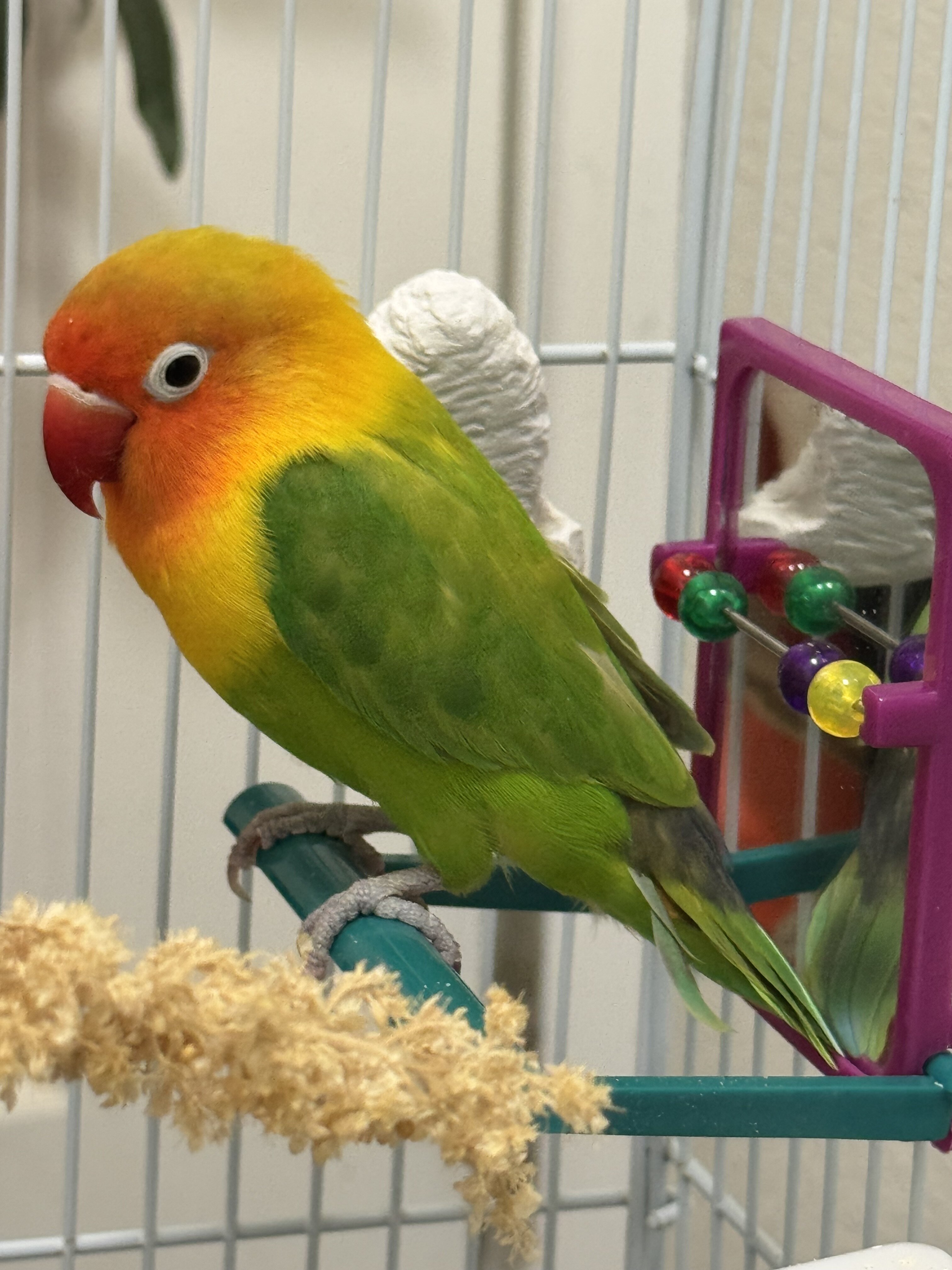 Love bird image 1