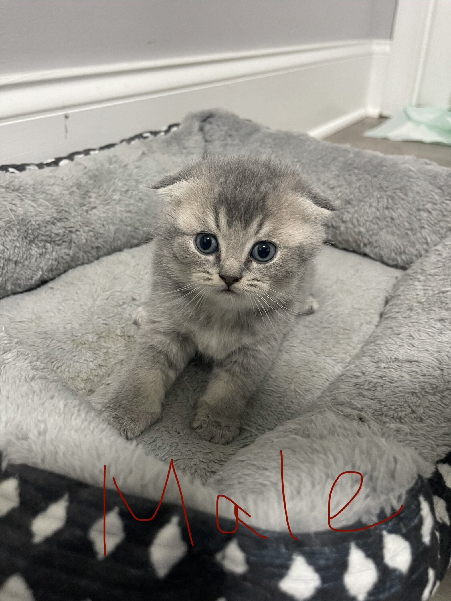7 weeks Scottish Kittens image 2