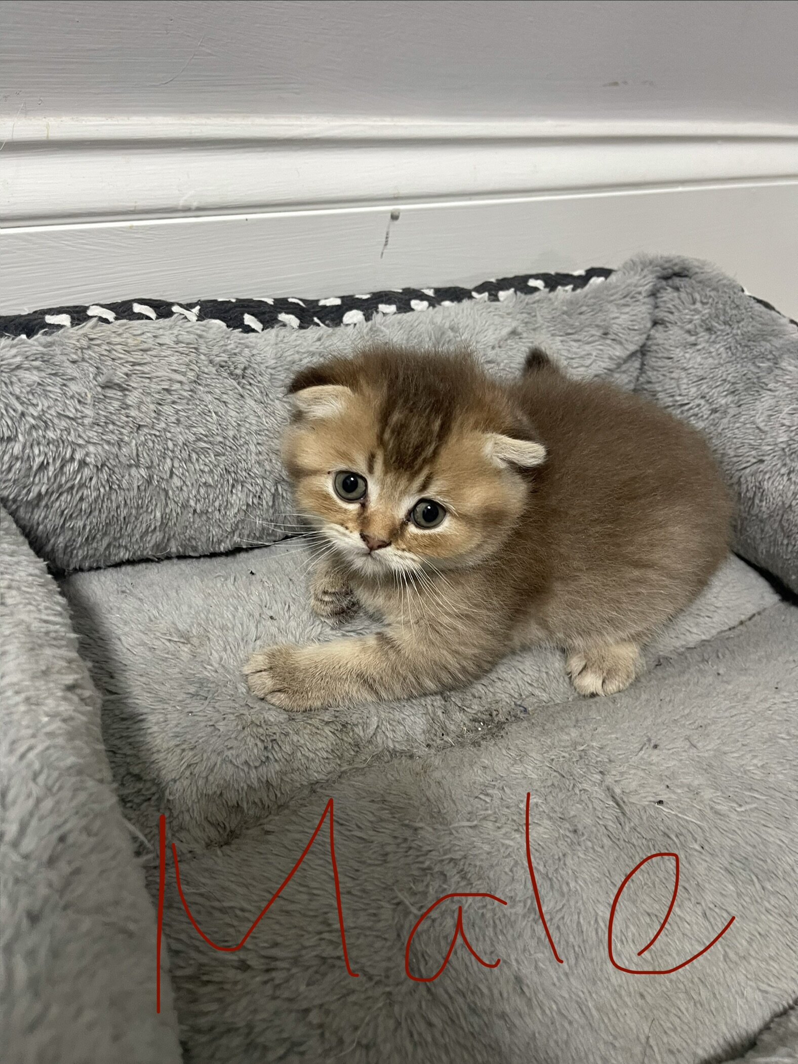 7 weeks Scottish Kittens image 3