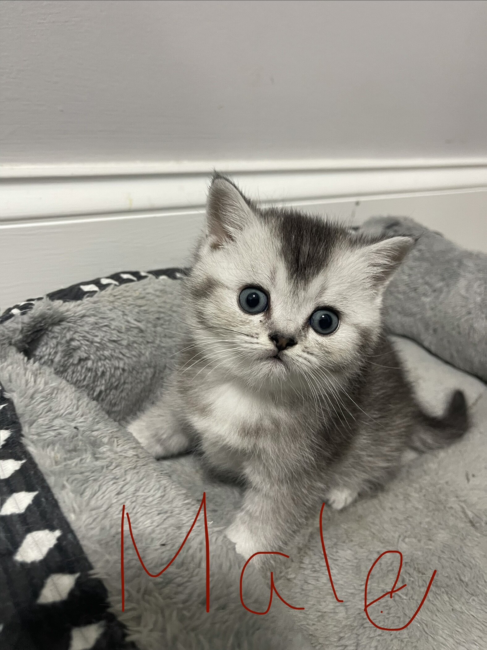 7 weeks Scottish Kittens image 1