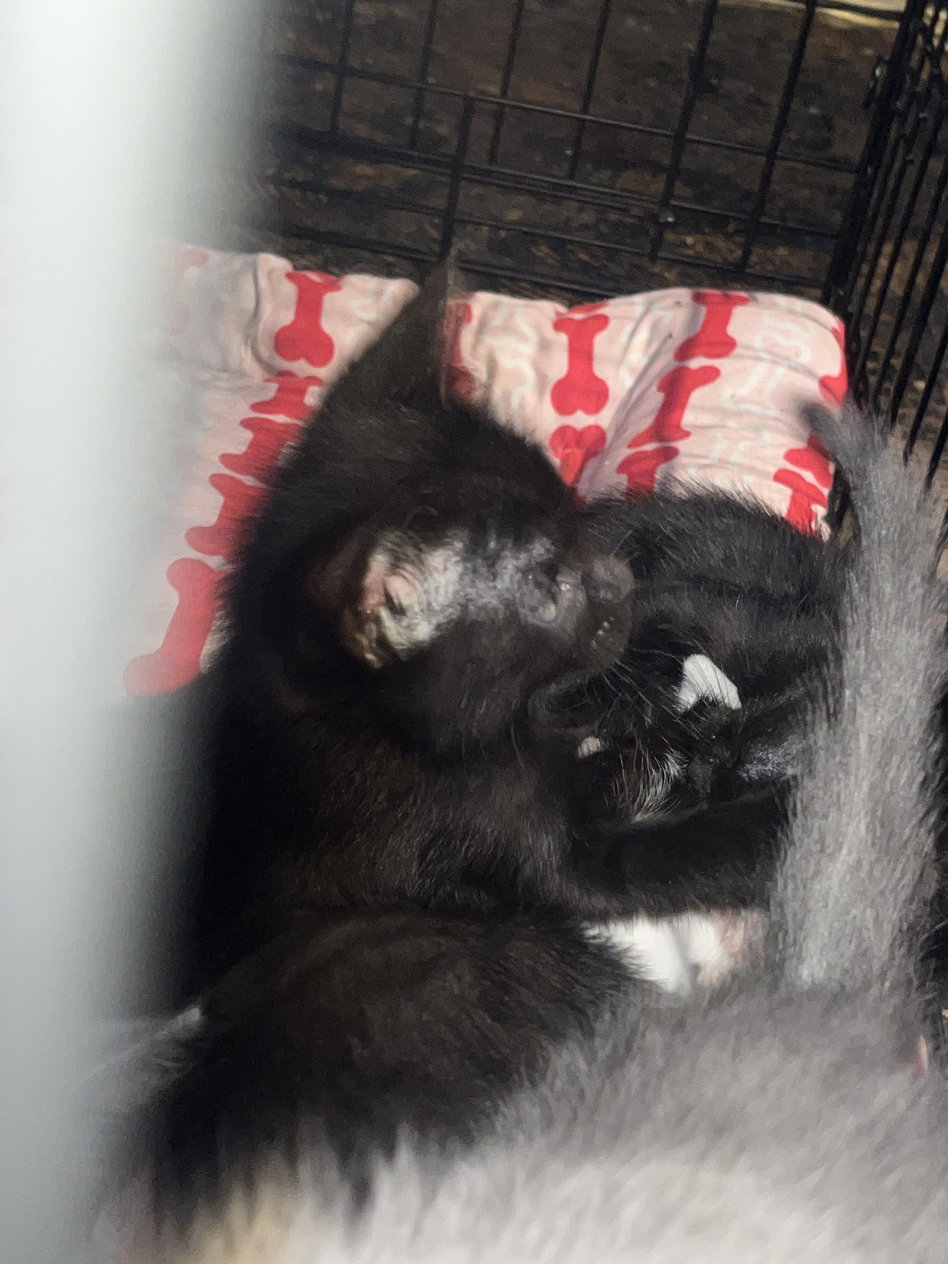 Kitten image 1