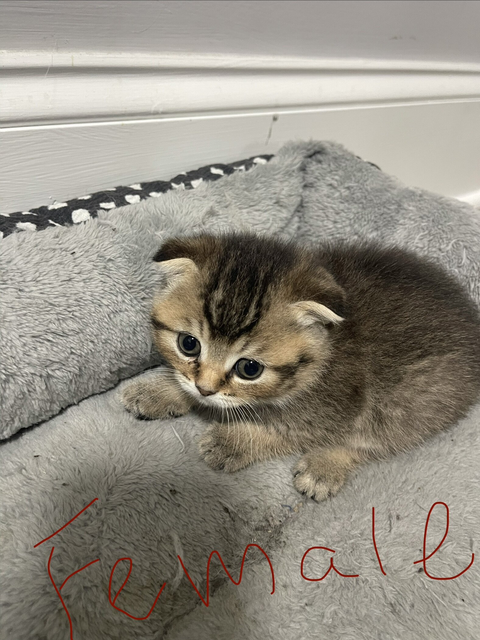 7 weeks old Scottish girl and boys image 2