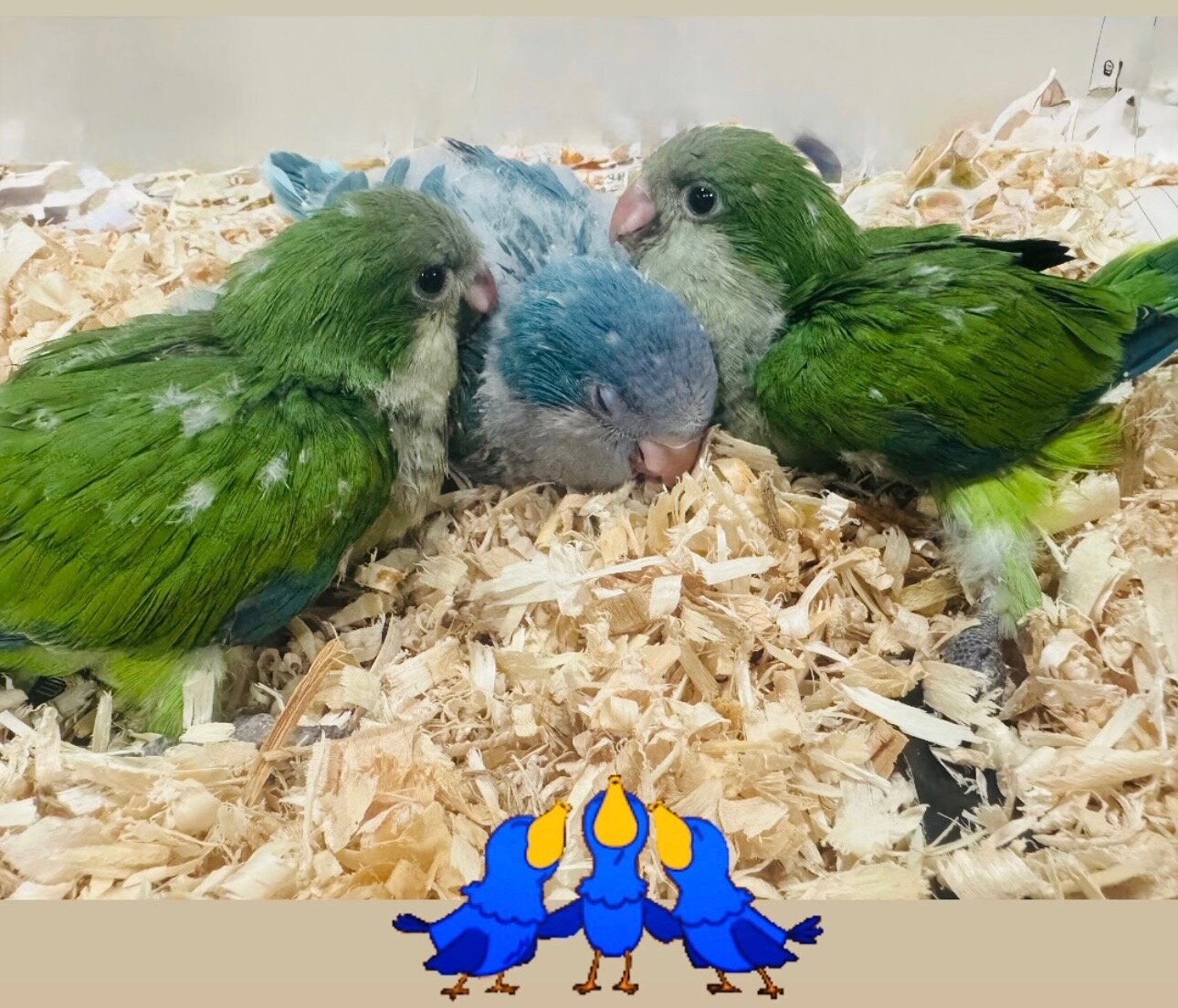 Baby Quaker Parrots image 5