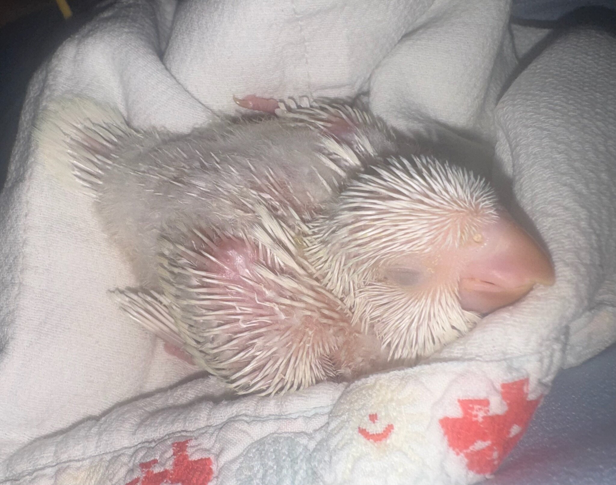 Baby Quaker Parrots image 6