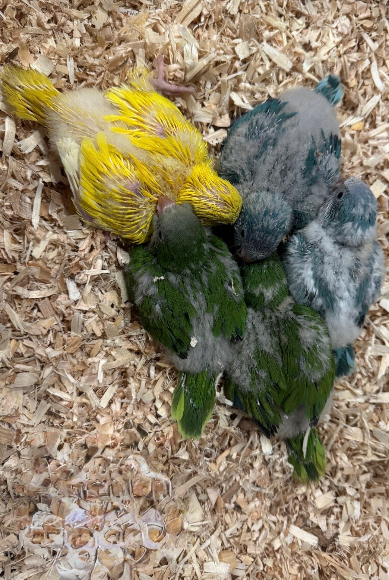 Monk Parakeet Mutated Quaker Parrots PetClassifieds Petclassifieds monk-parakeet-mutated-quaker-parrots-petclassifieds-petclassifieds