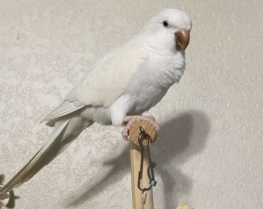 Baby Quaker Parrots image 3