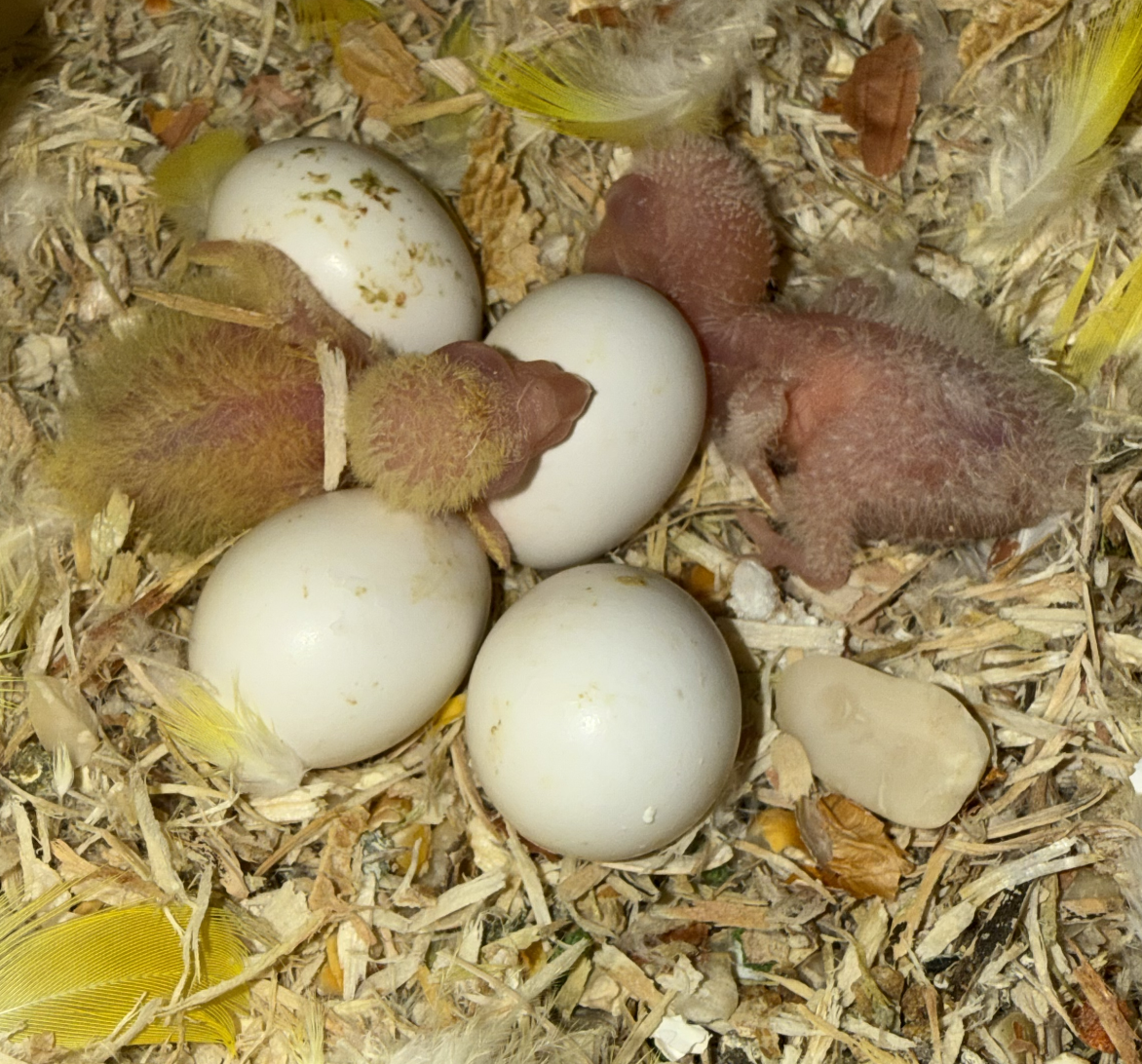 Baby Quaker Parrots image 2