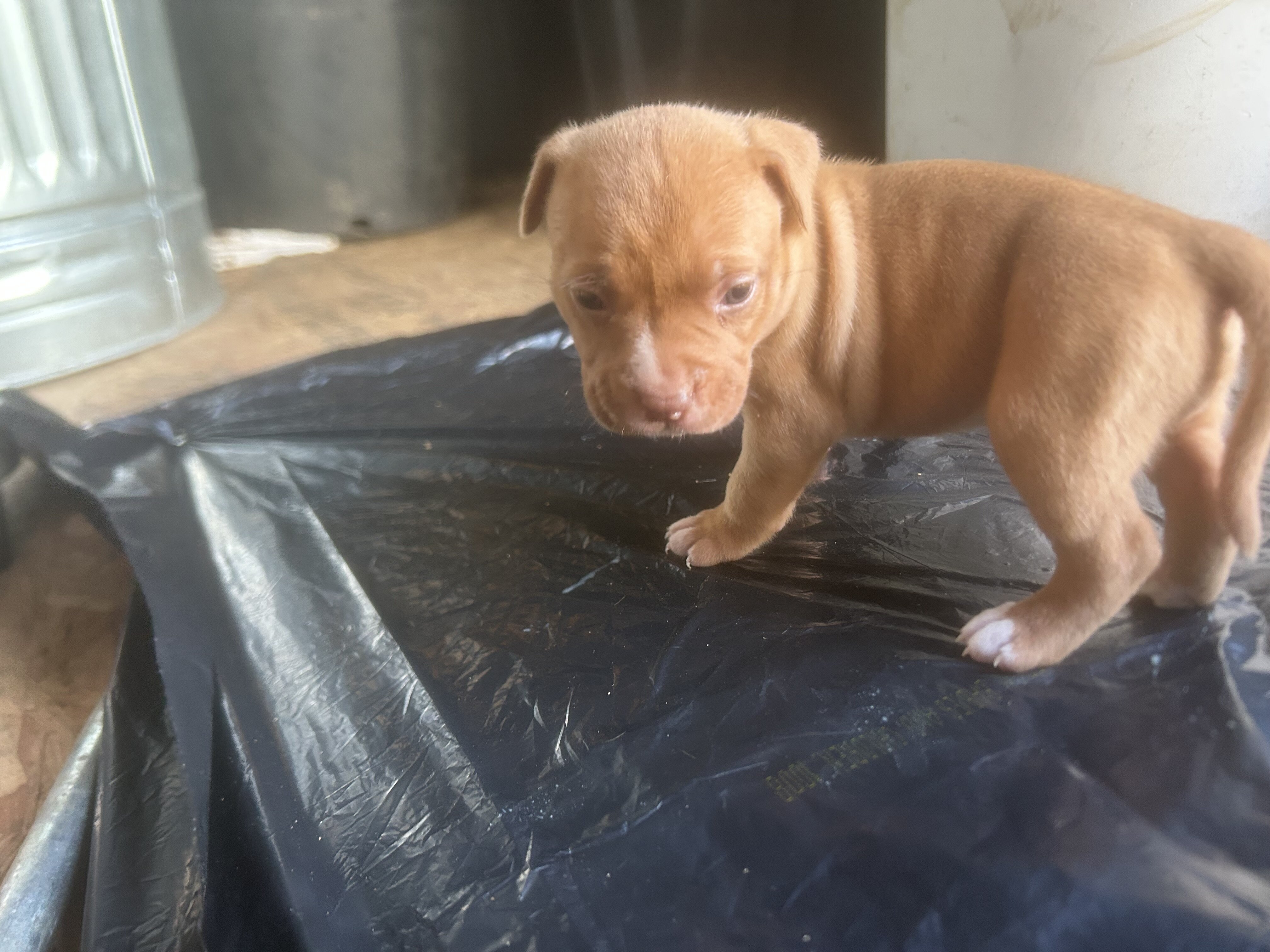 American bully image 7