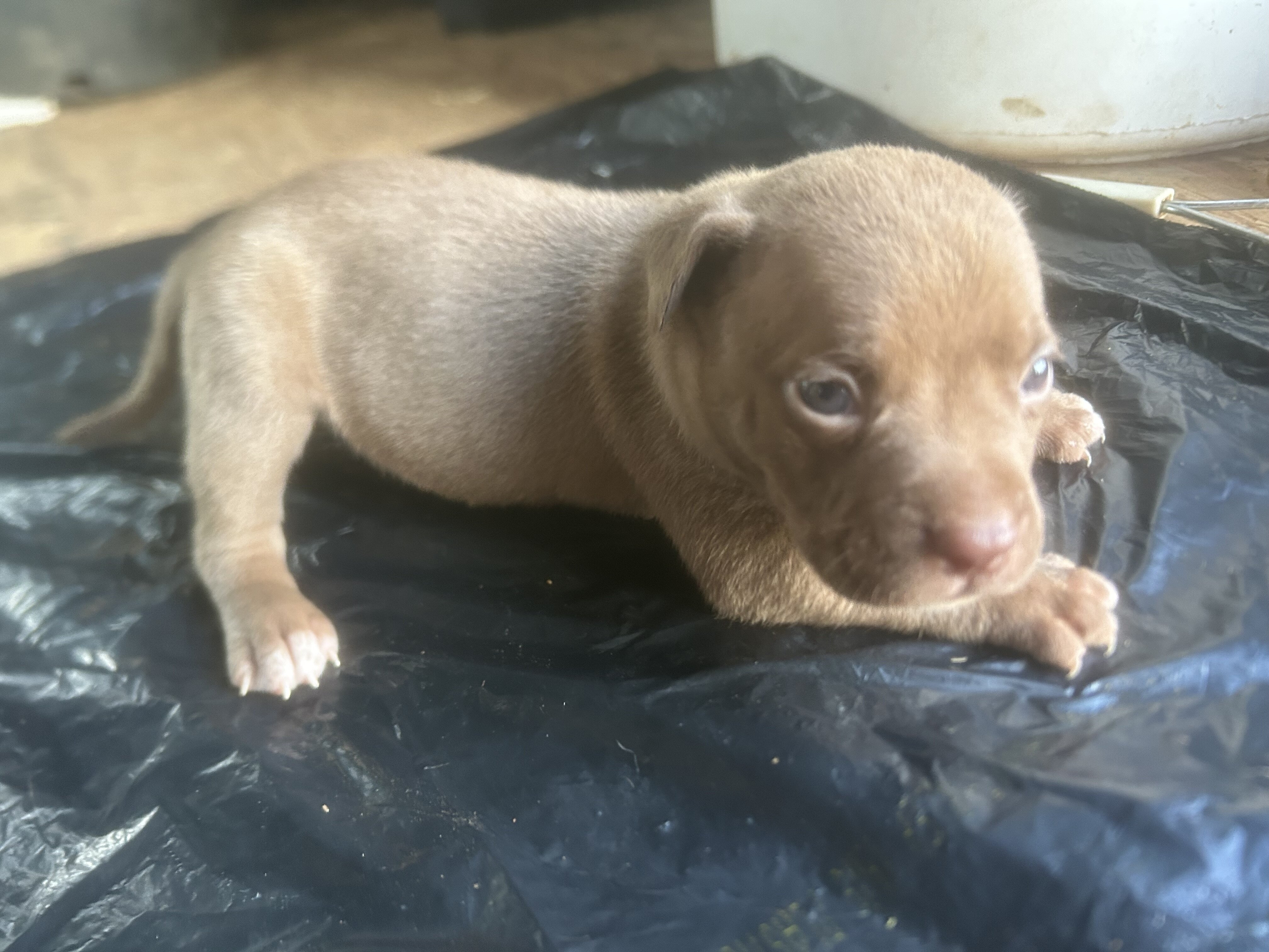 American bully image 3