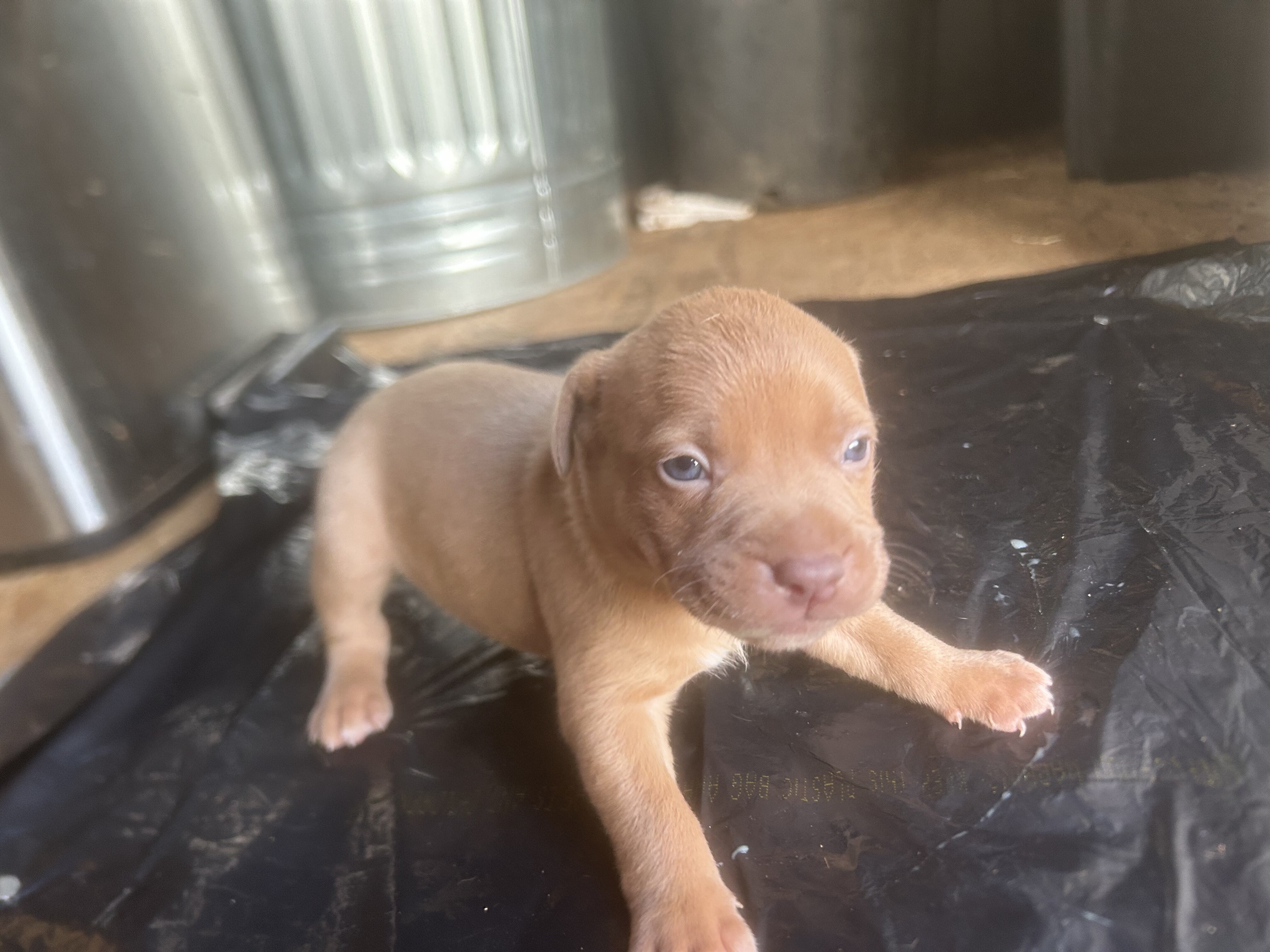 American bully image 5