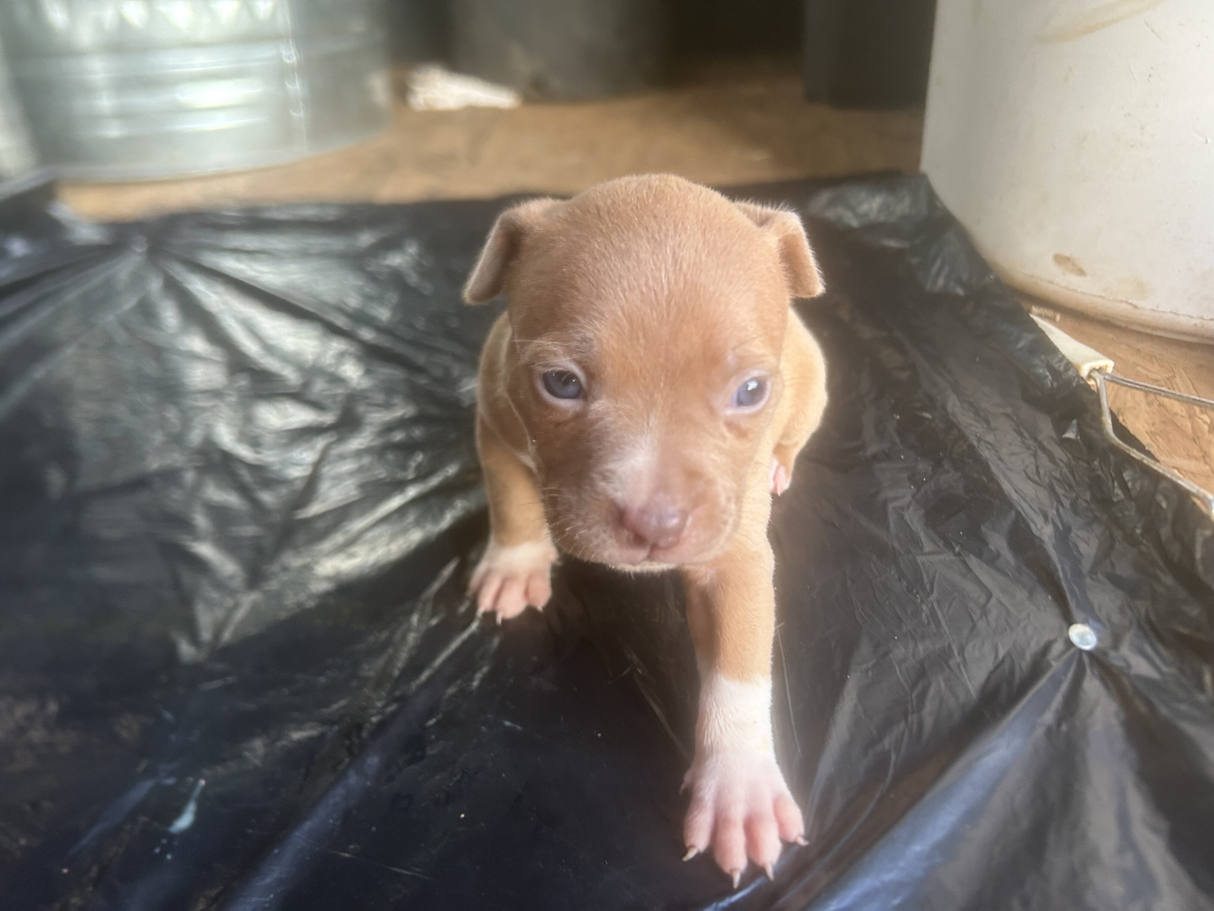 American bully image 6