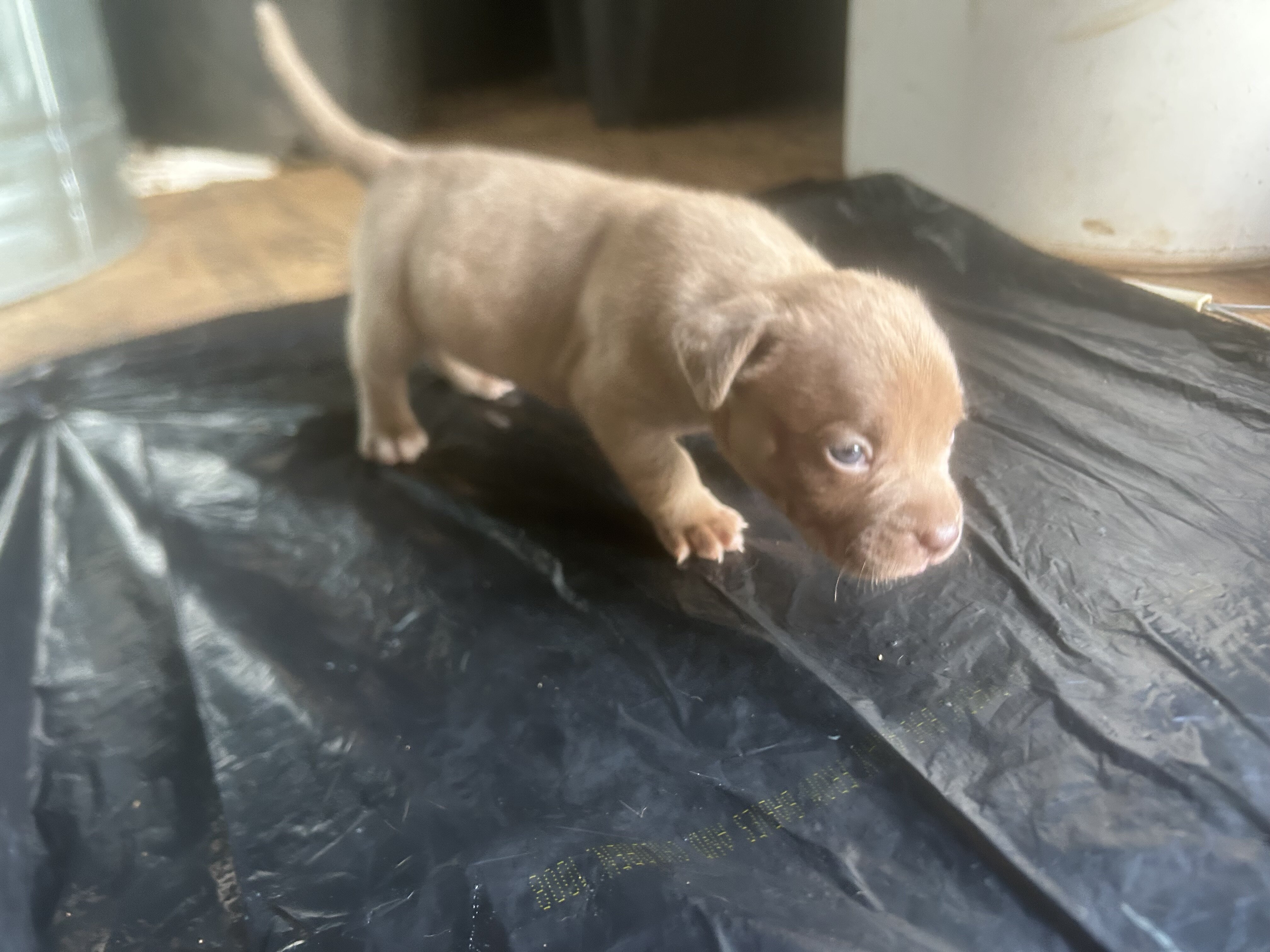 American bully image 4