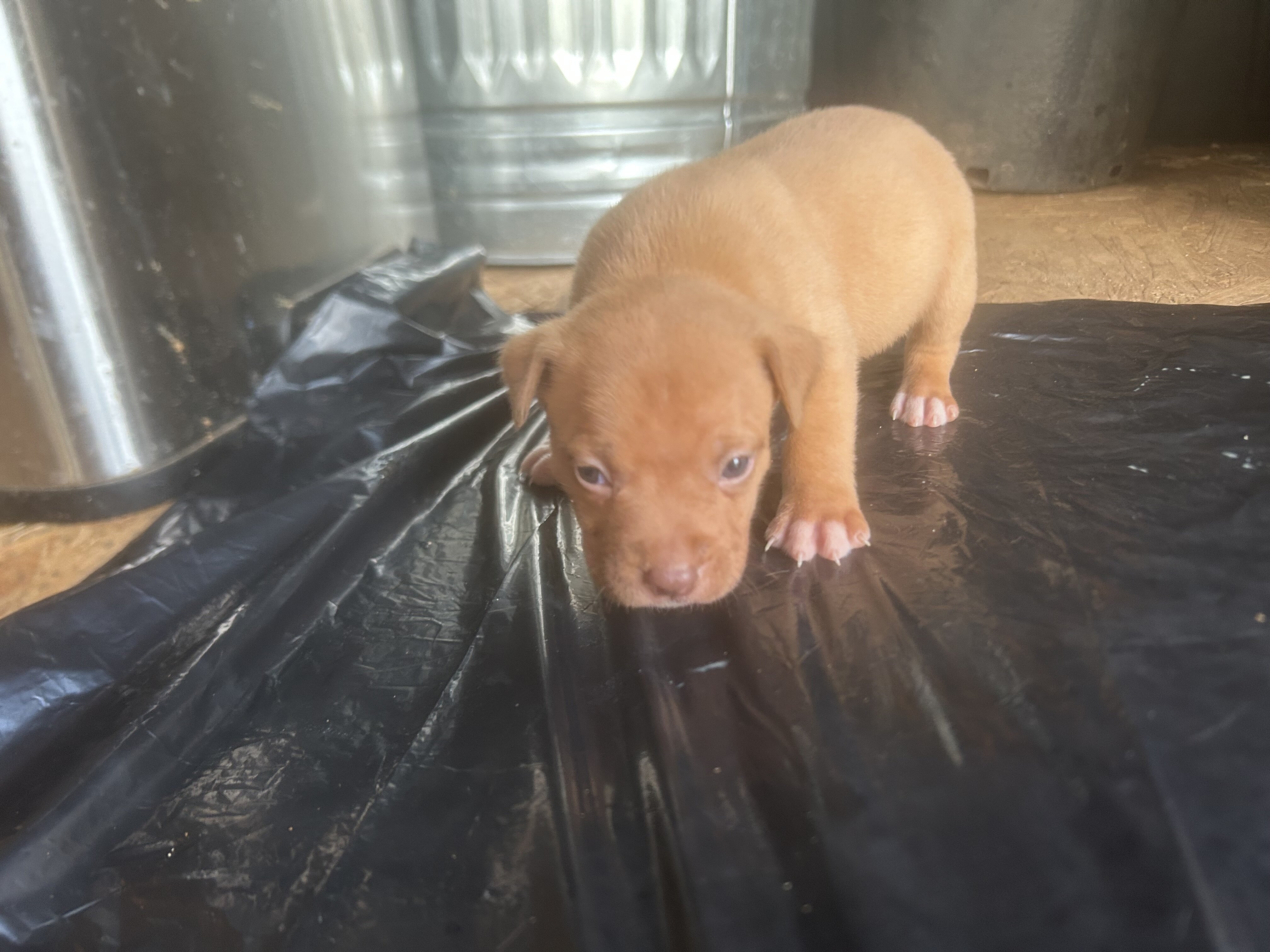 American bully image 2