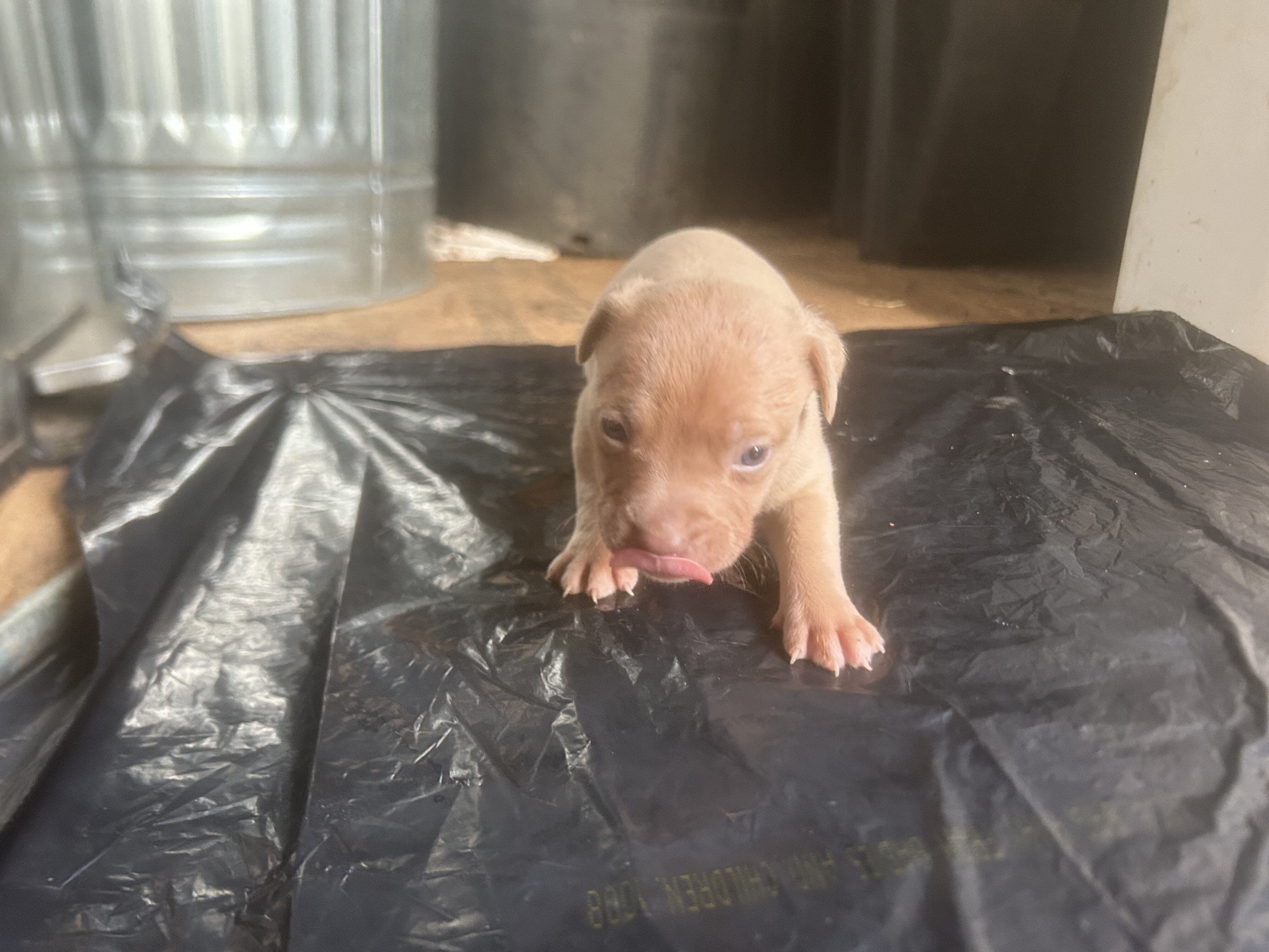 American bully image 1
