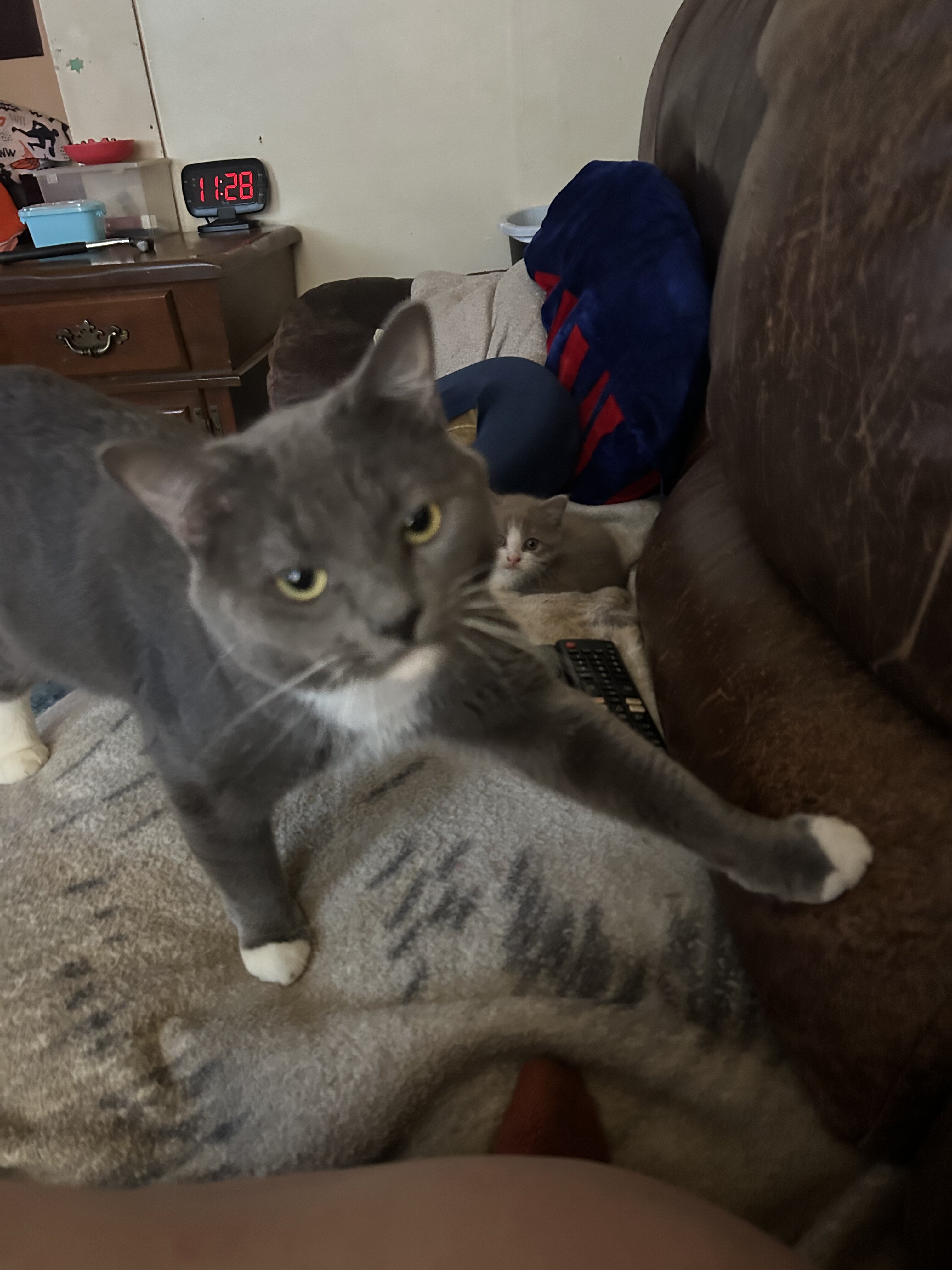 I have 2 male cats 1   1/2 years old some shots  a image 3