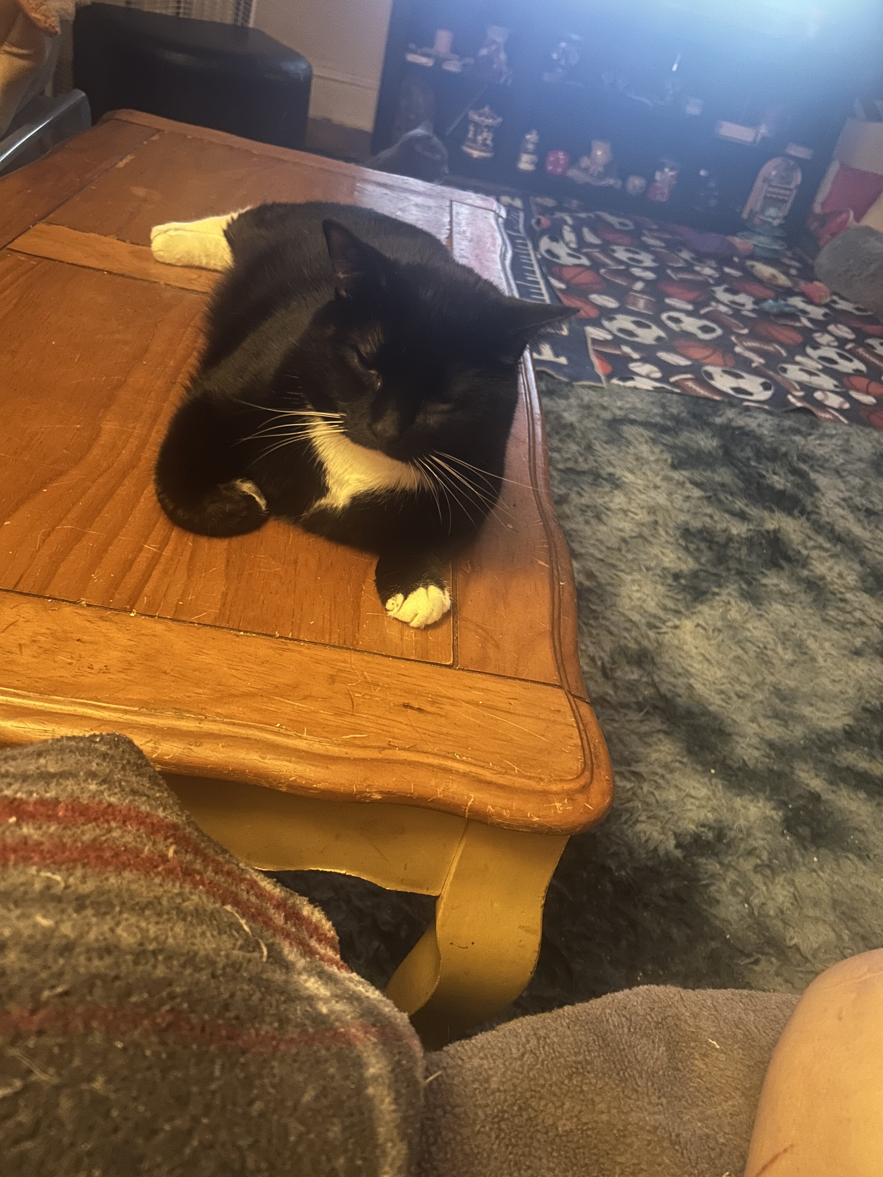 I have 2 male cats 1   1/2 years old some shots  a image 2