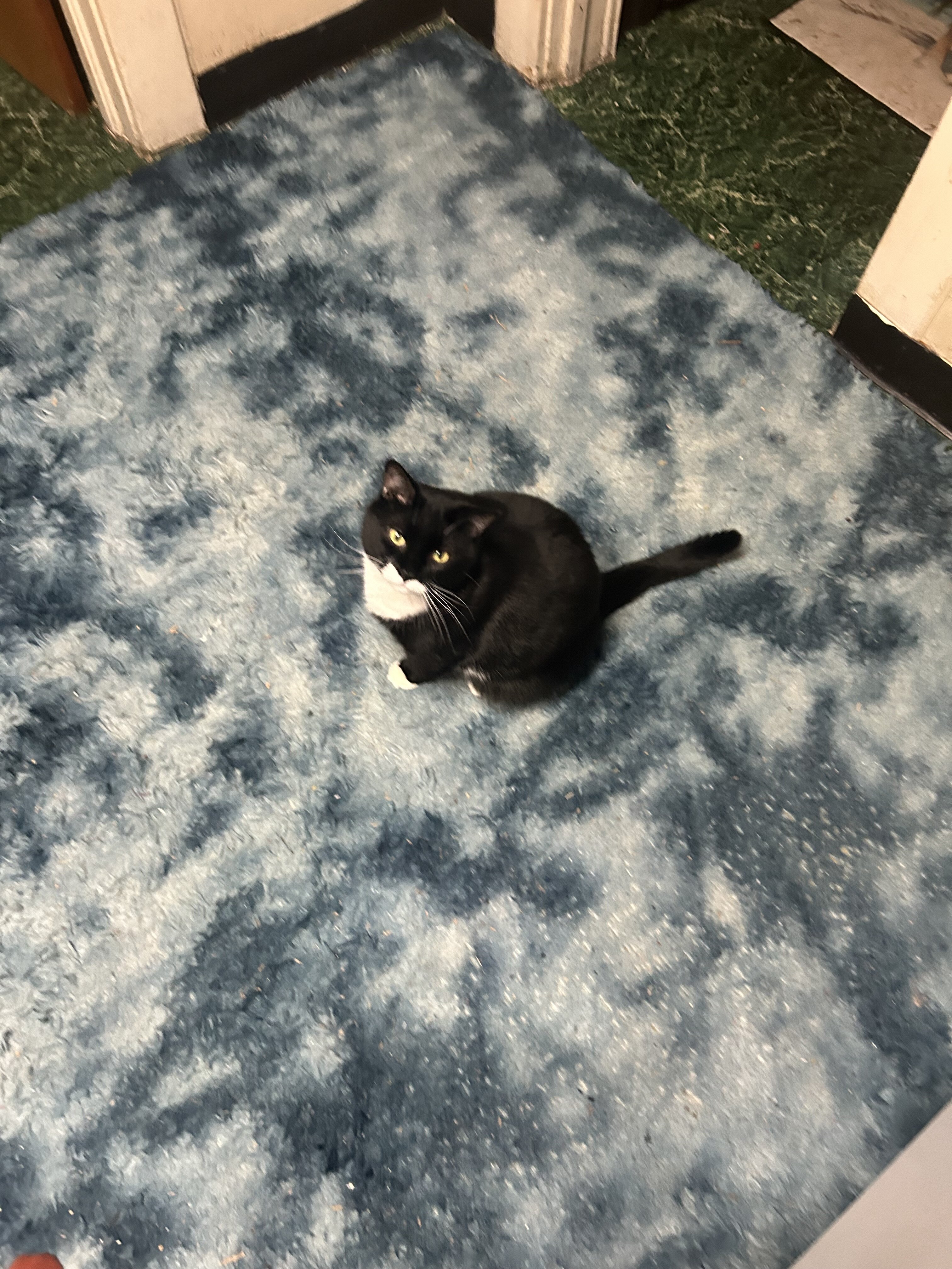 I have 2 male cats 1   1/2 years old some shots  a image 1