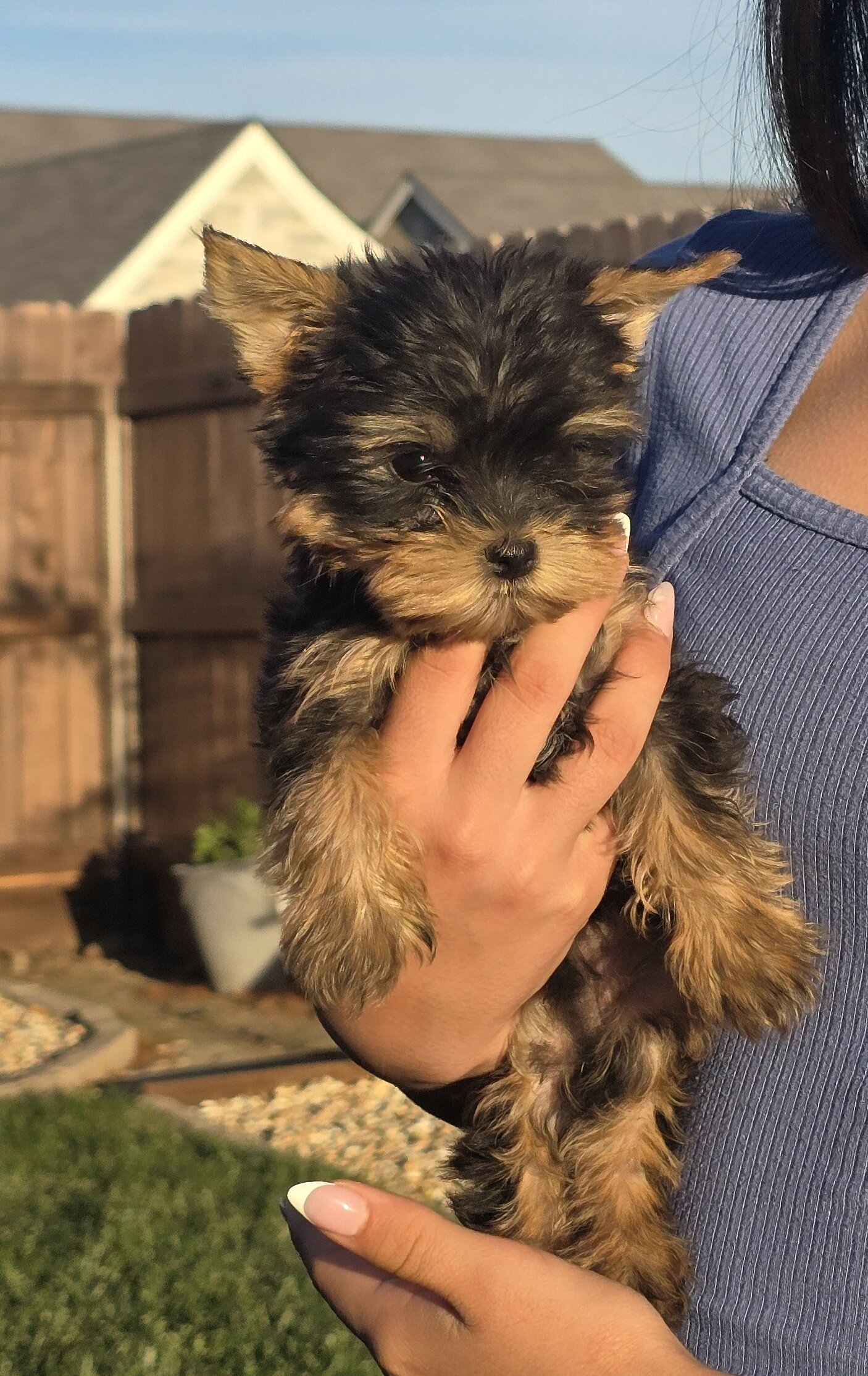 Yorkie male image 1