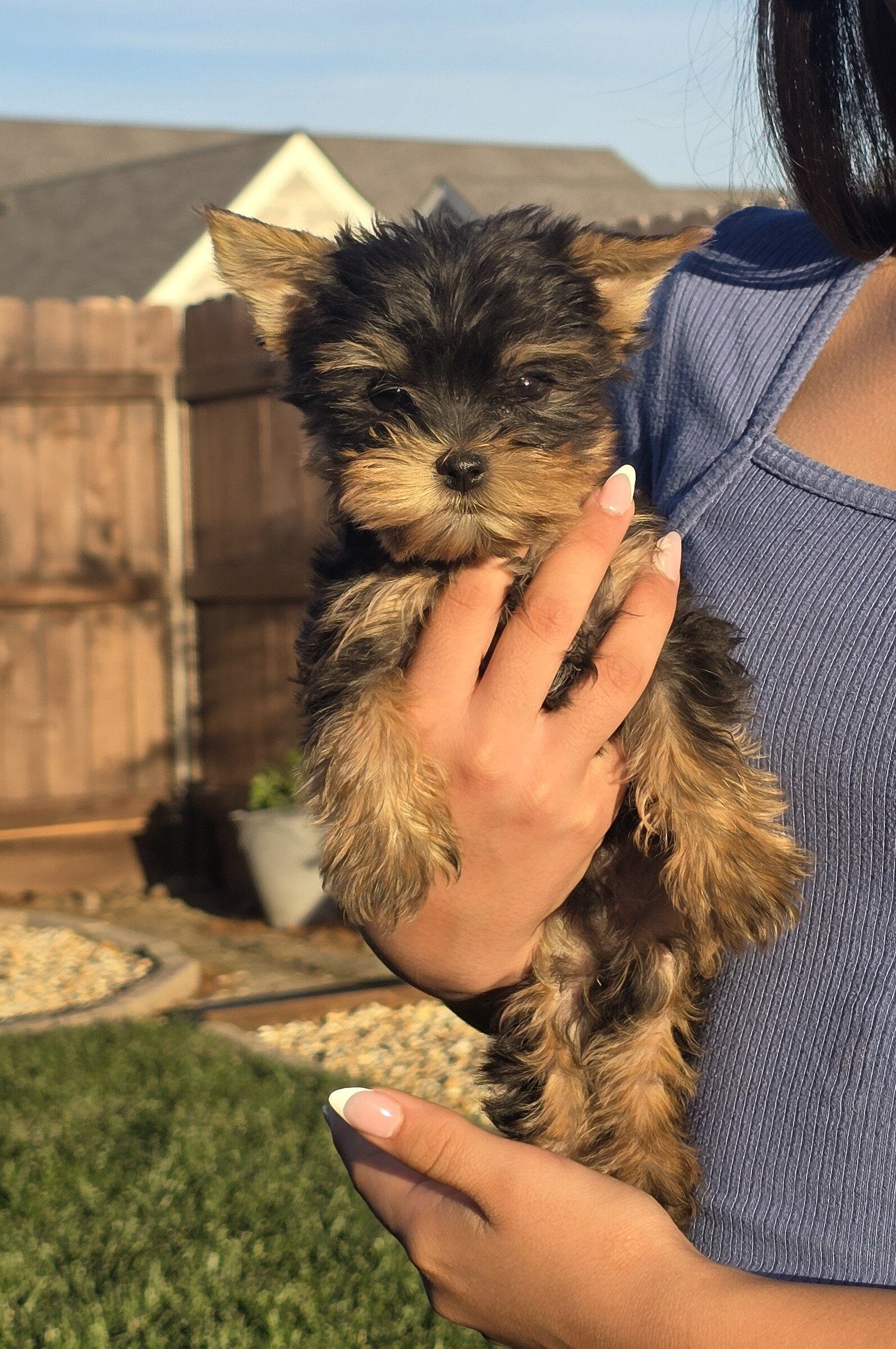 Yorkie male image 2