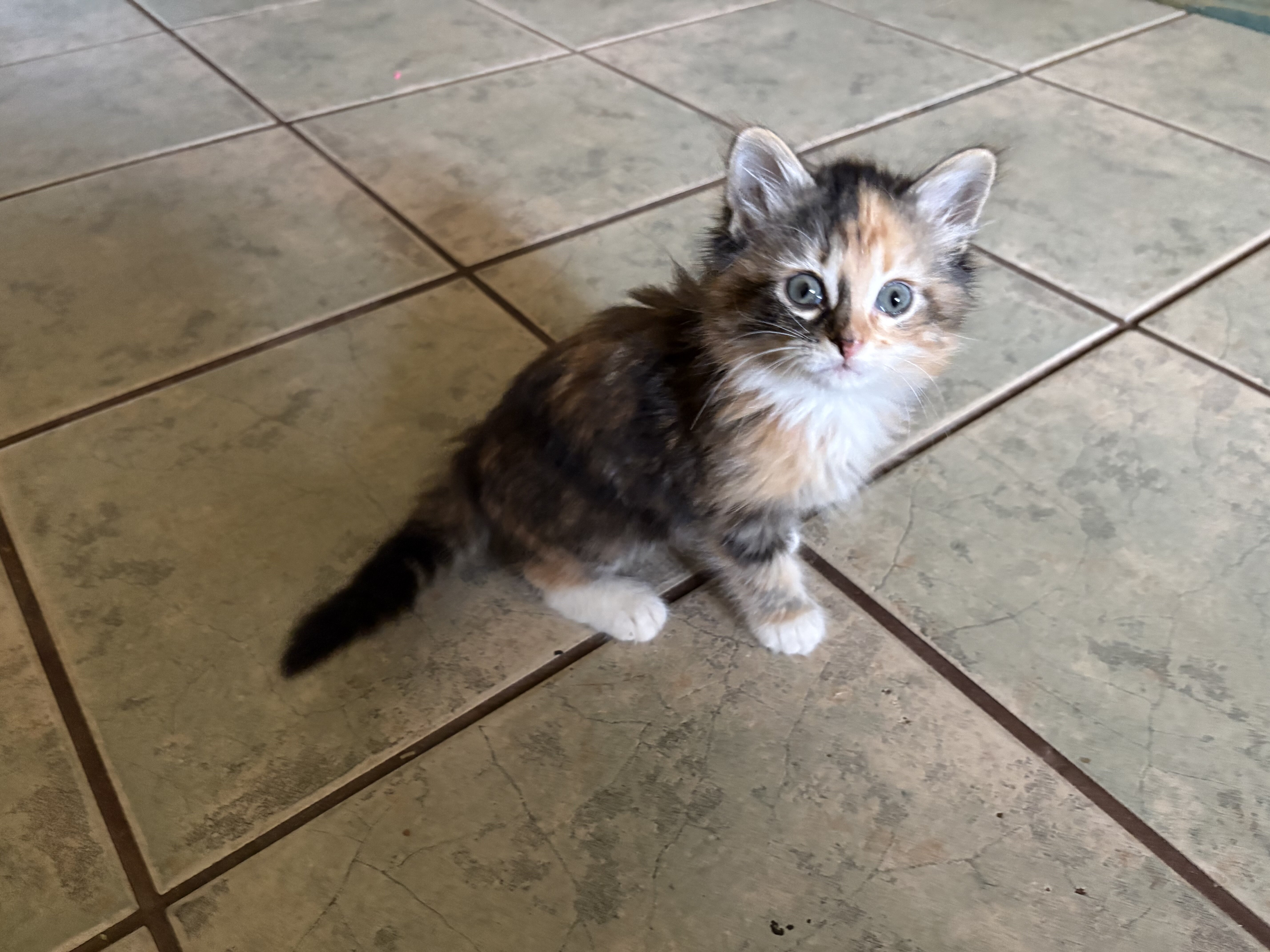 Kitten 8 weeks old image 1