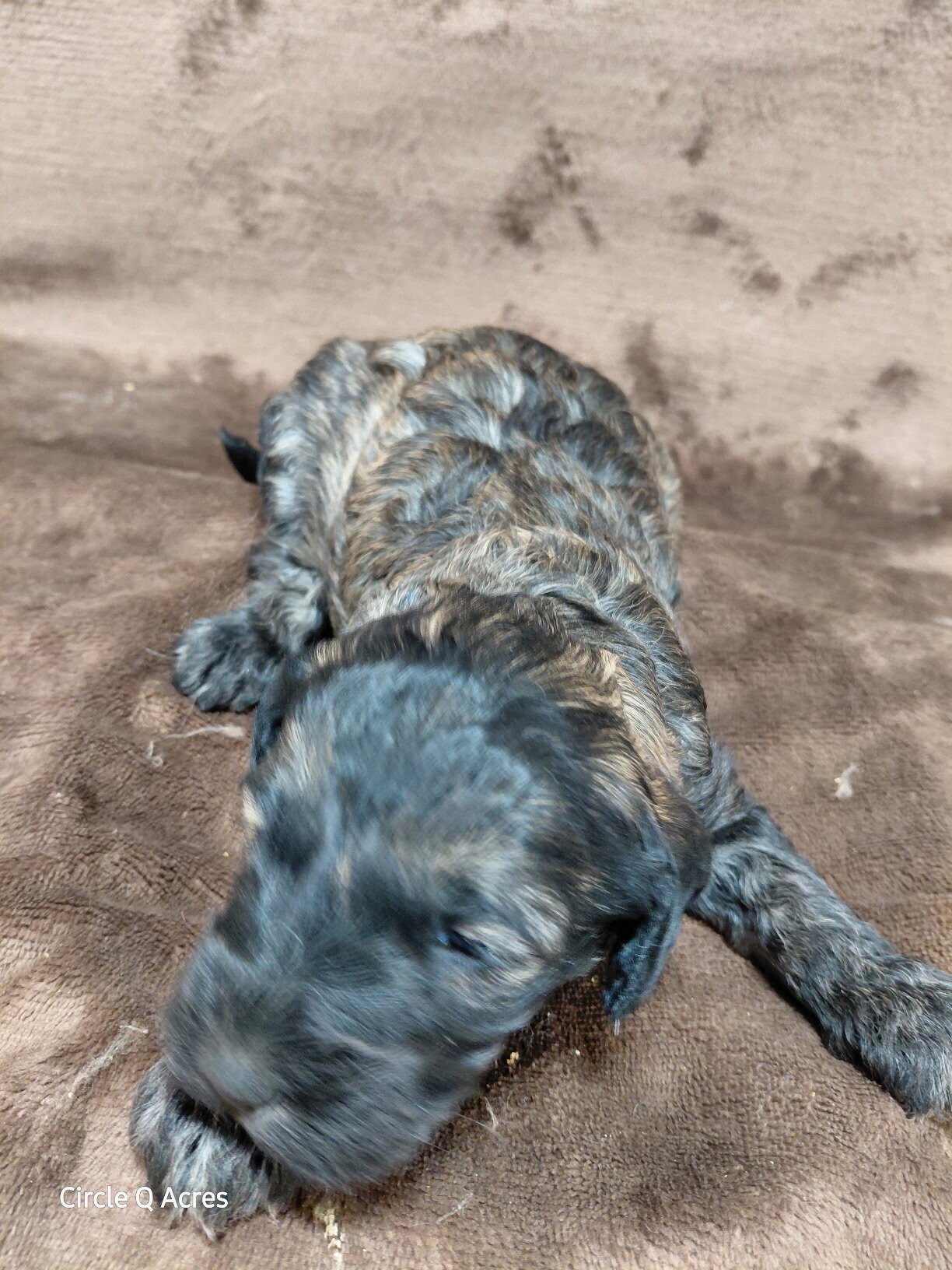 puppy image 1