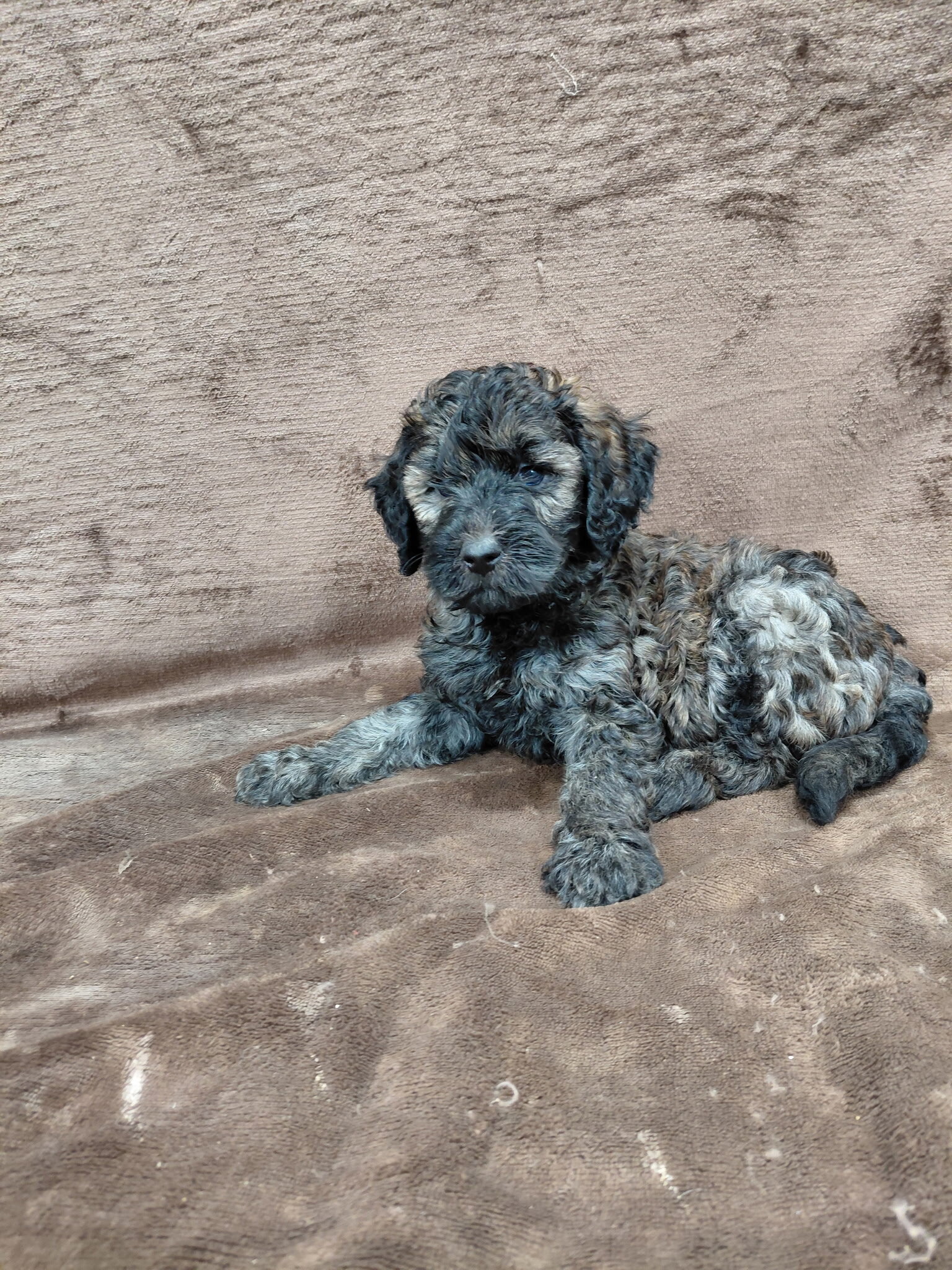 puppy image 2