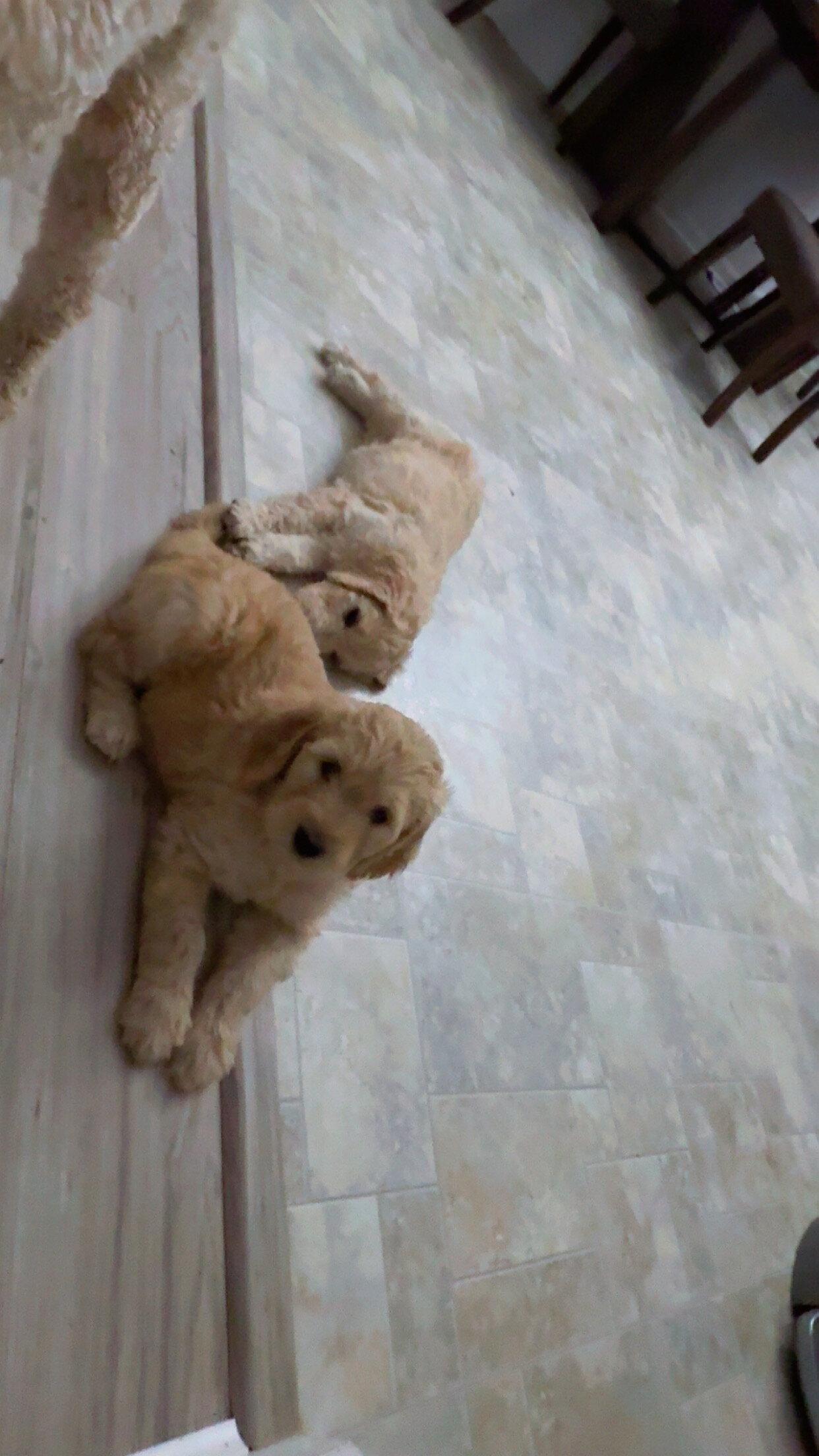 Goldendoodle Puppies image 6