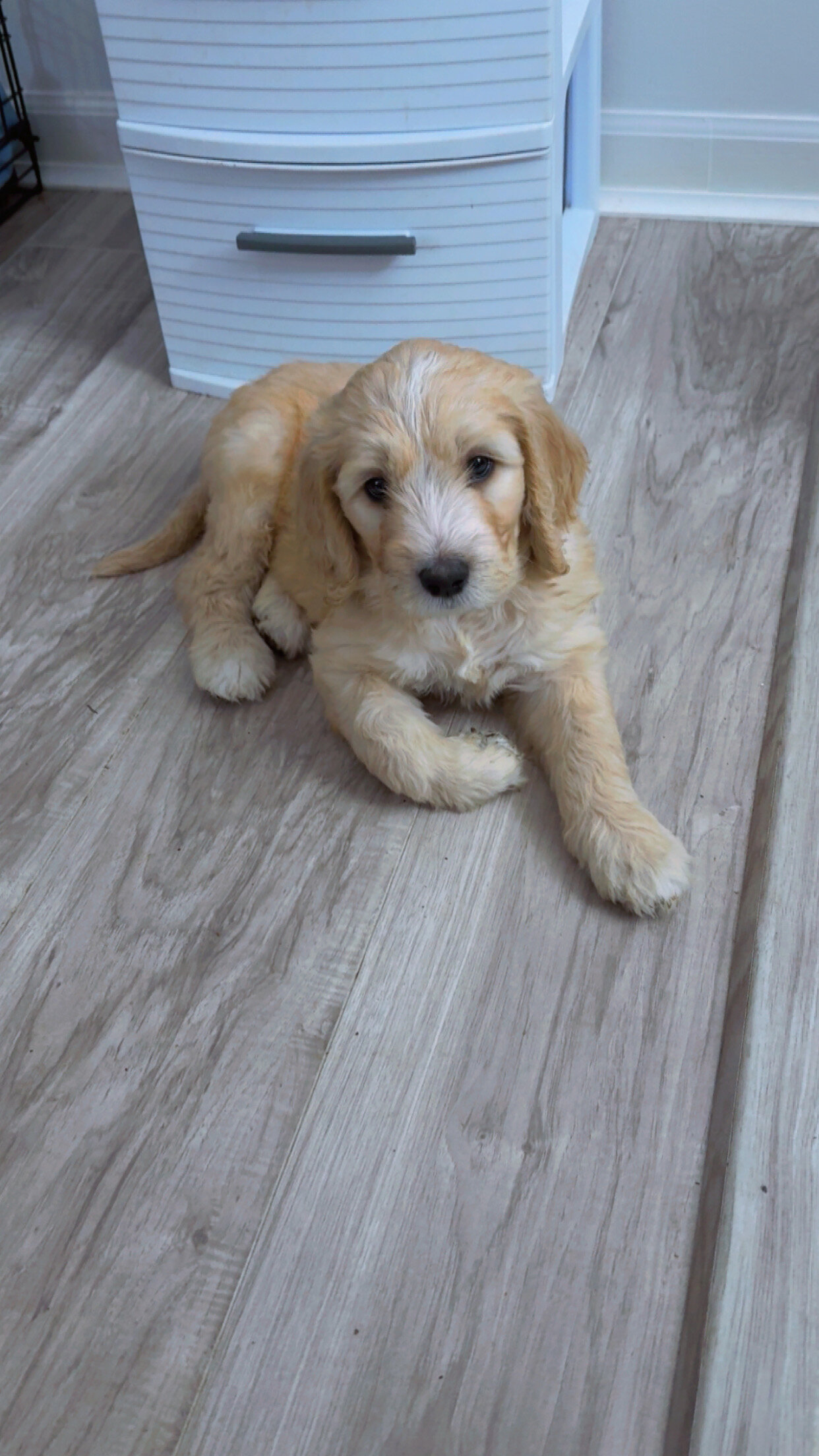 Goldendoodle Puppies image 8