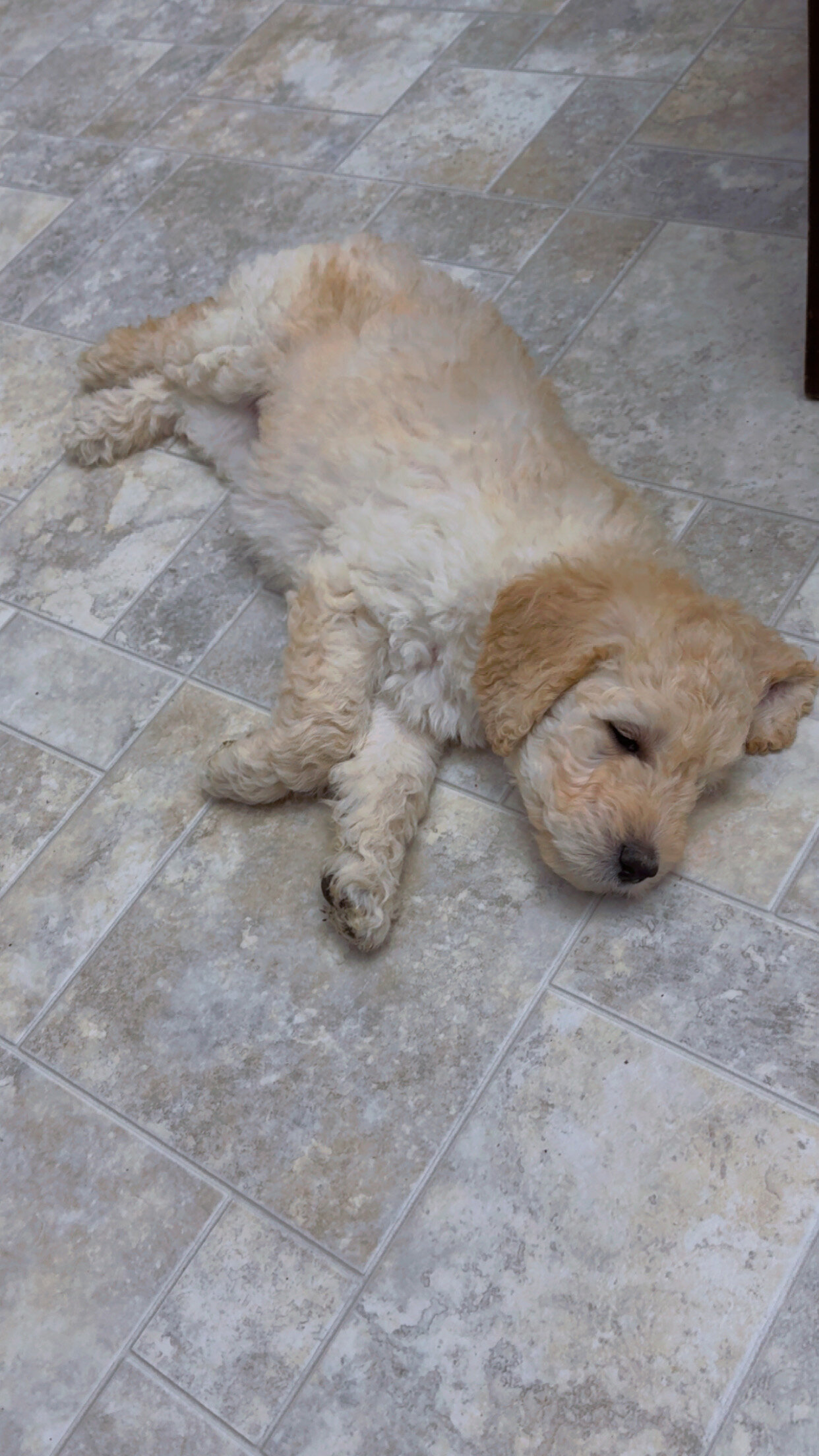 Goldendoodle Puppies image 7