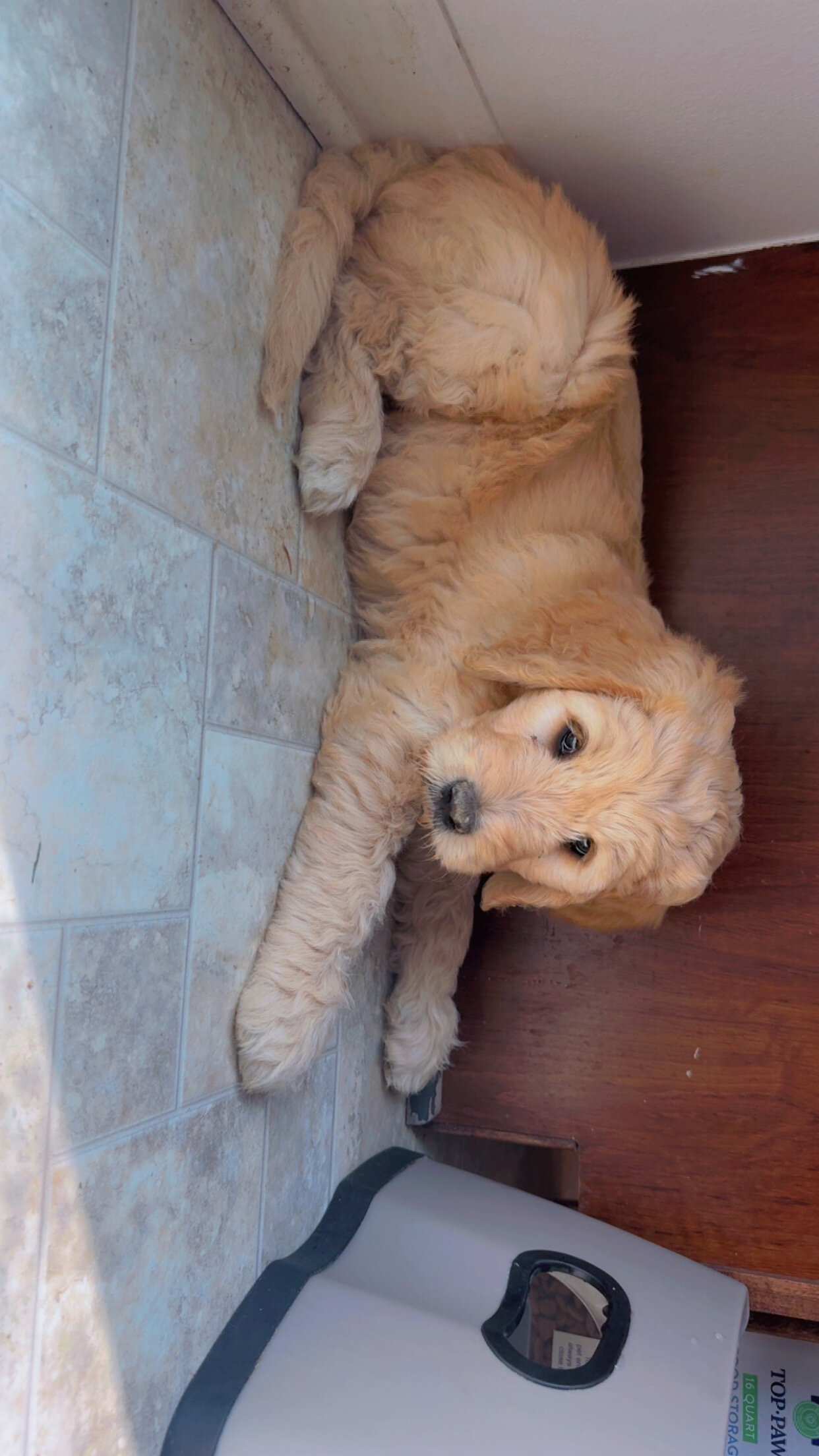 Goldendoodle Puppies image 9