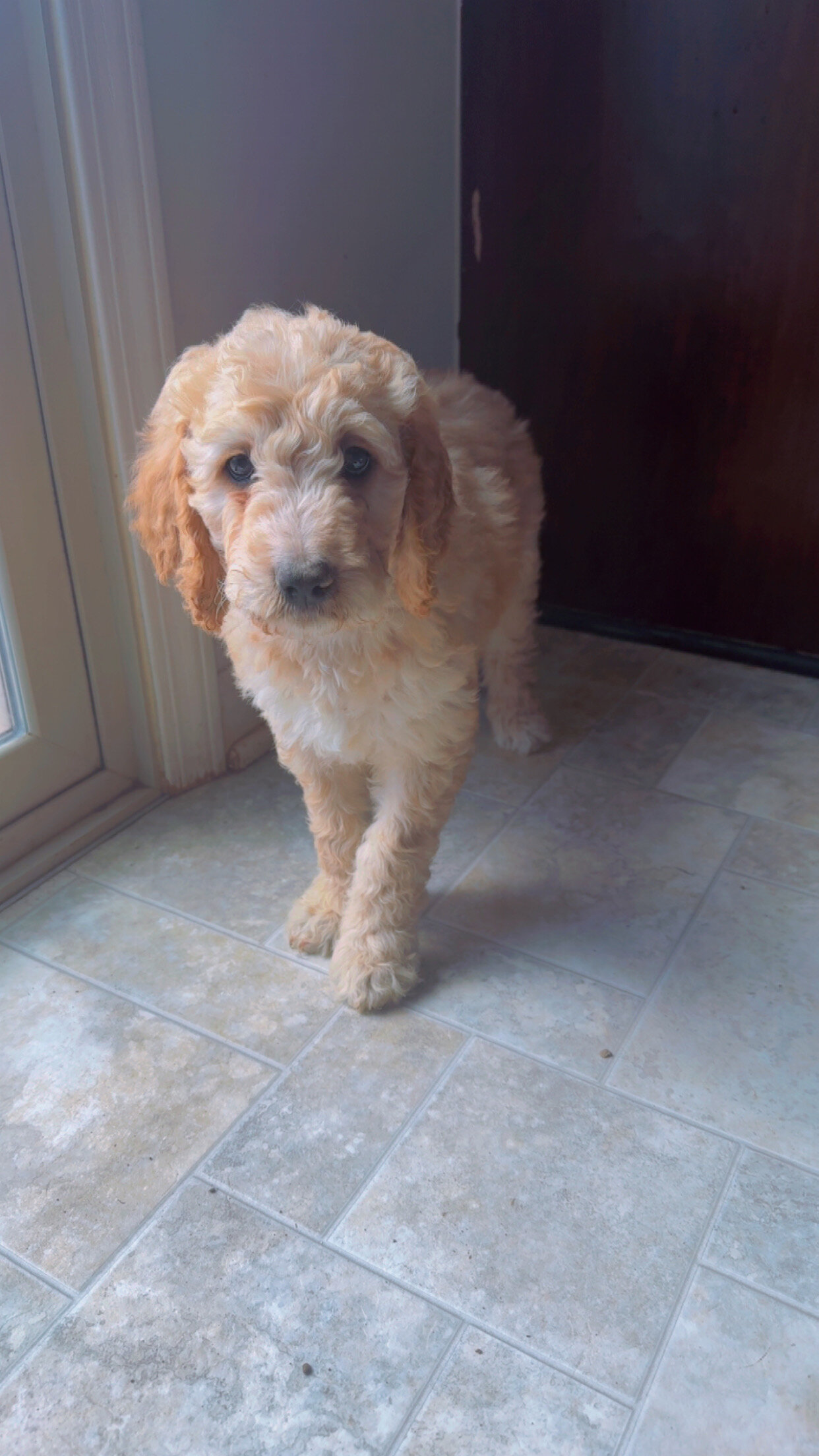 Goldendoodle Puppies image 5