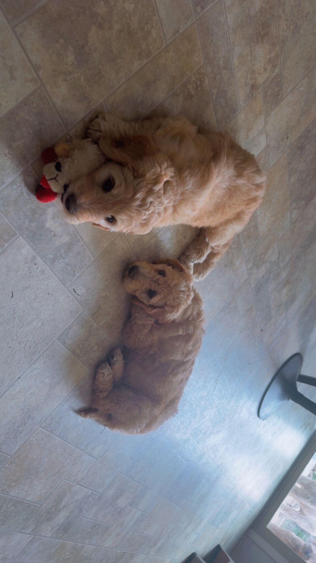 Goldendoodle Puppies image 4