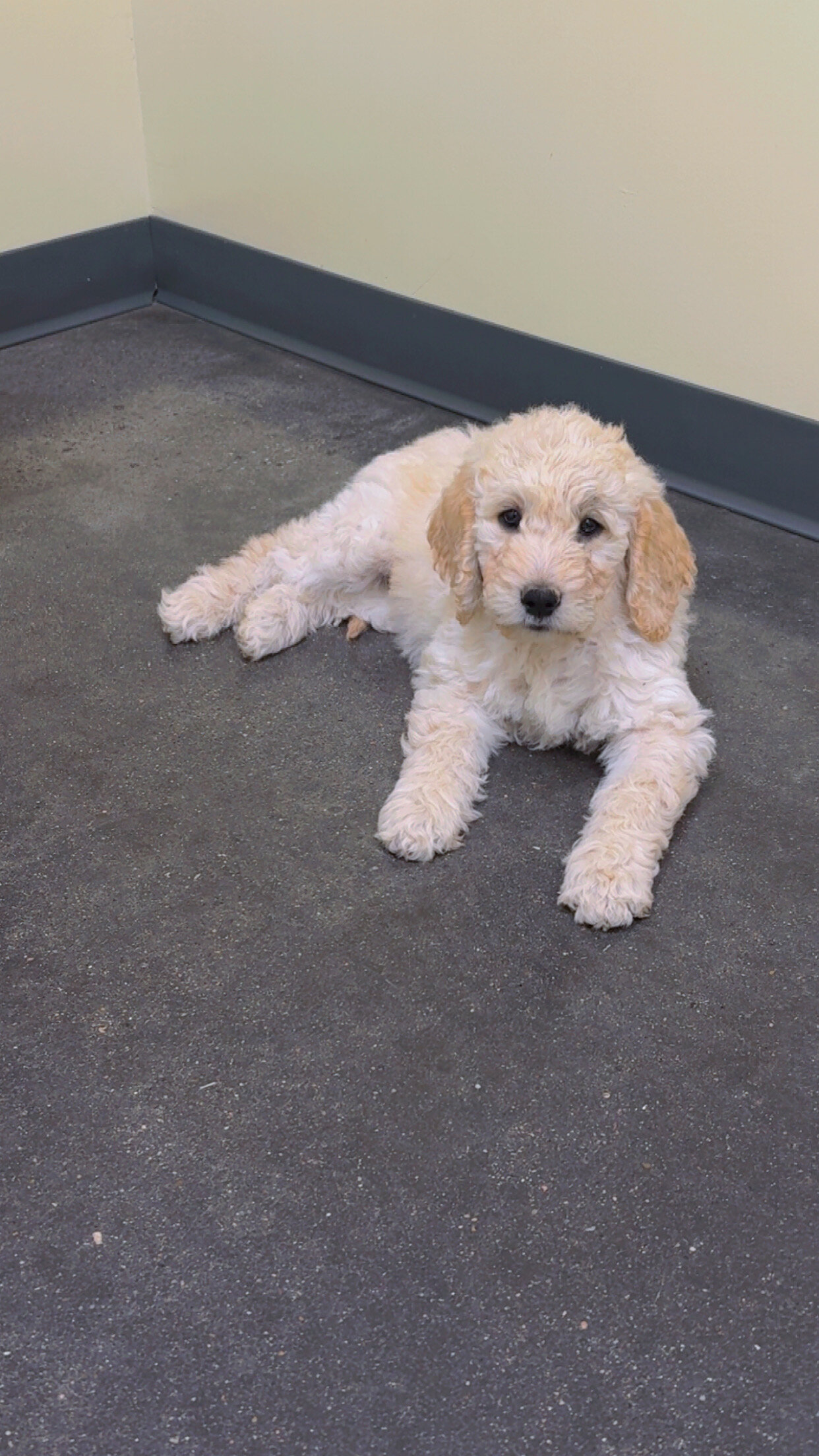 Goldendoodle Puppies image 1