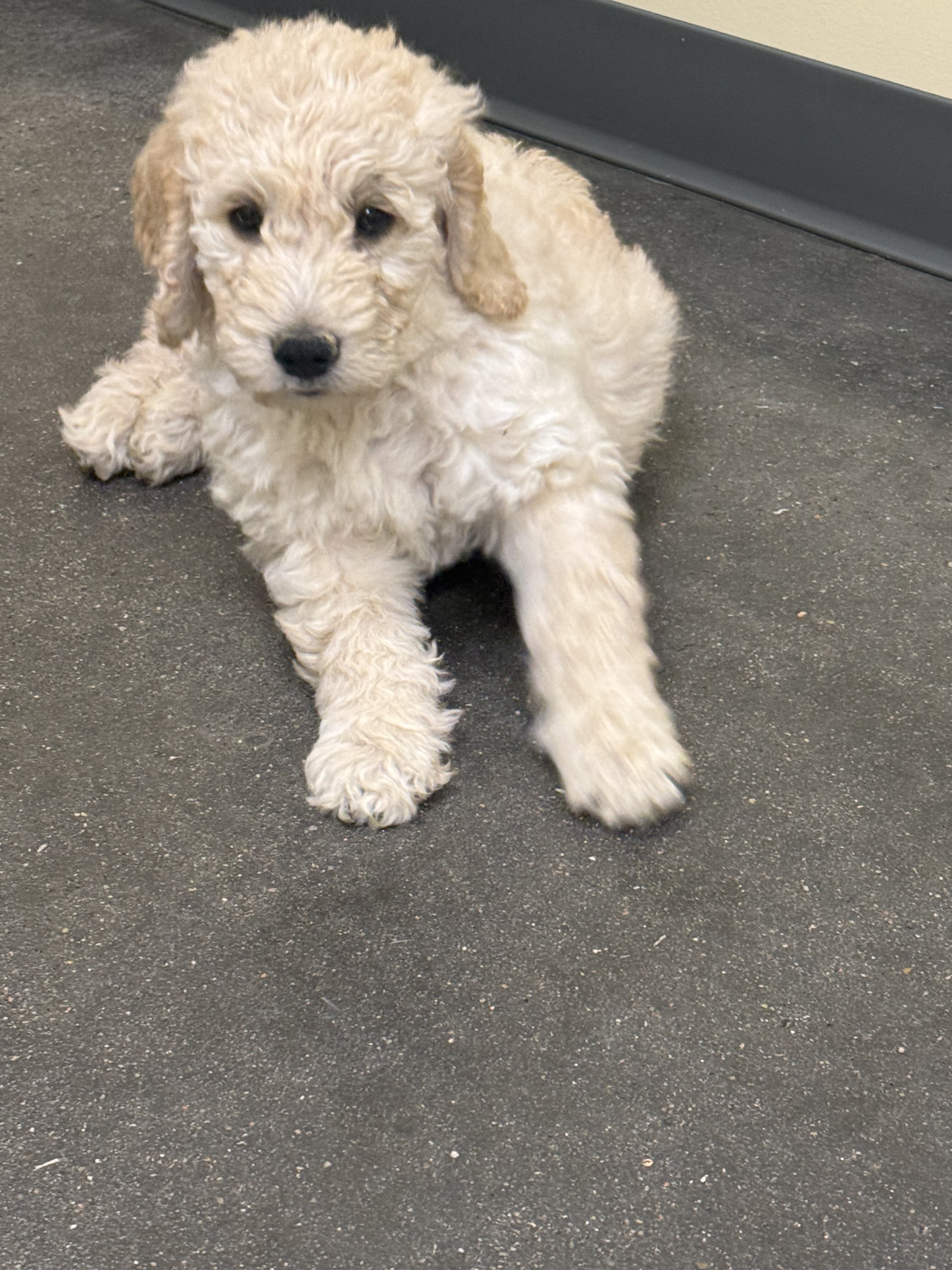 Goldendoodle Puppies image 2