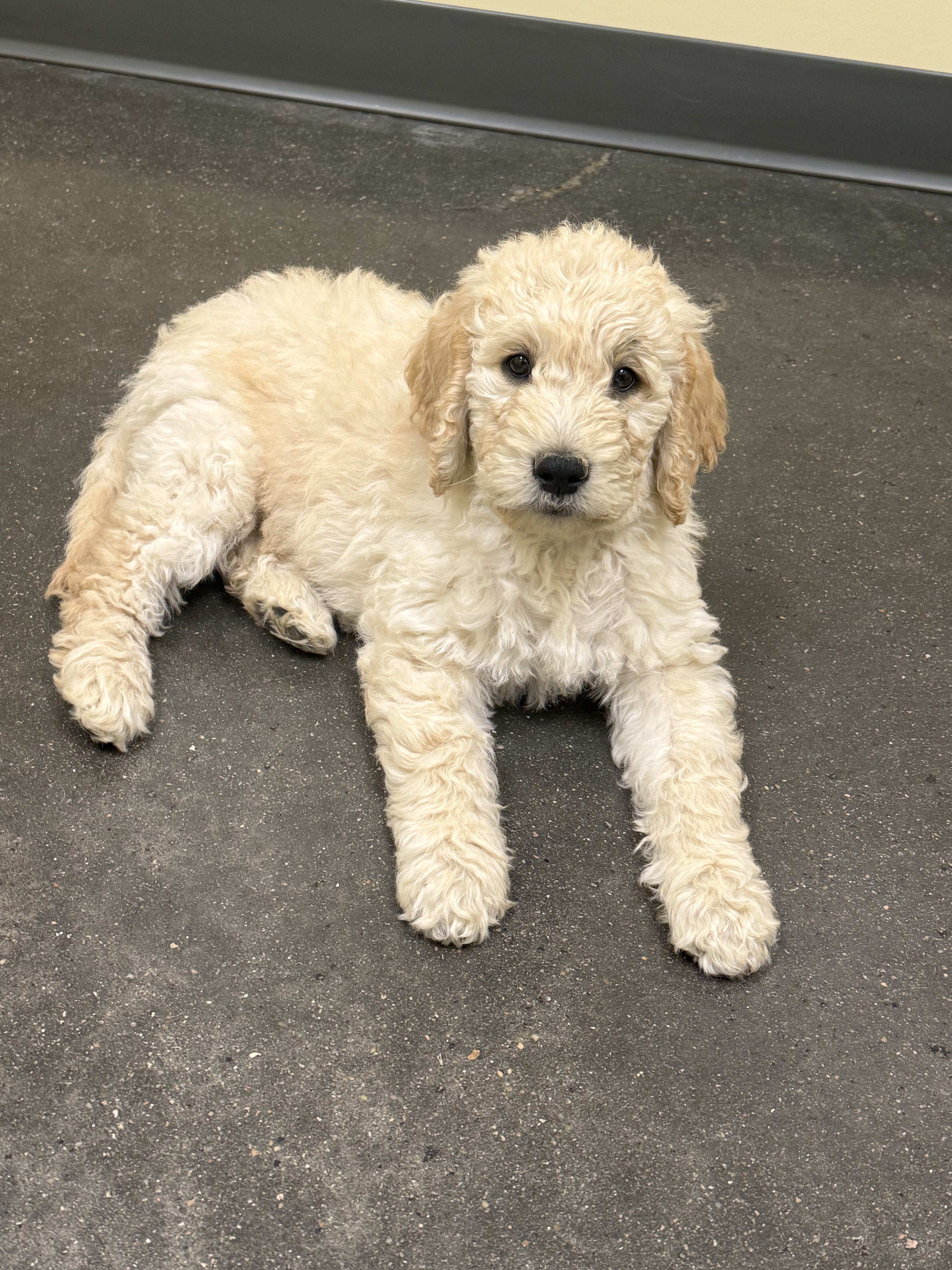 Goldendoodle Puppies image 3