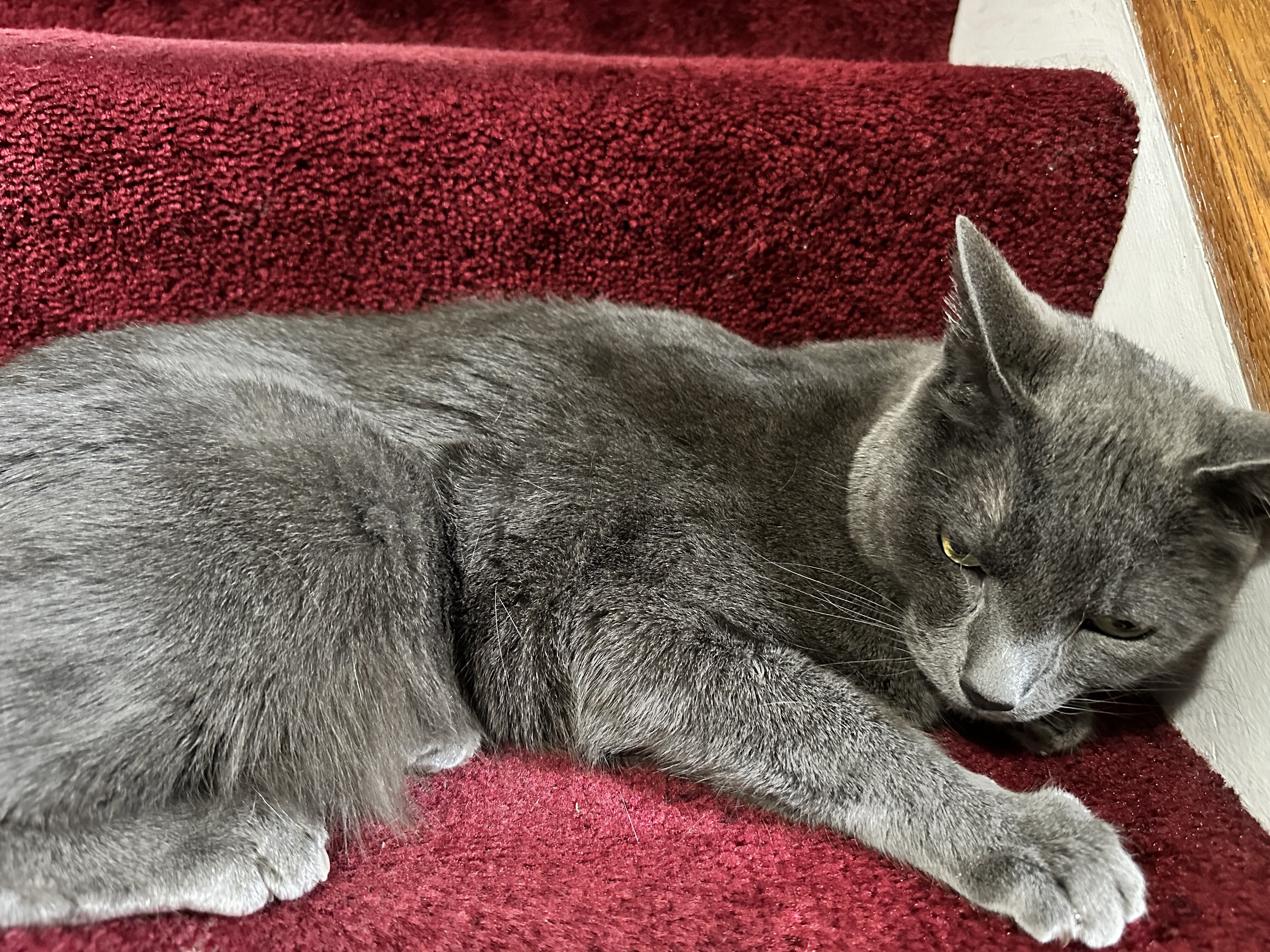 Sweet Russian Blue image 1