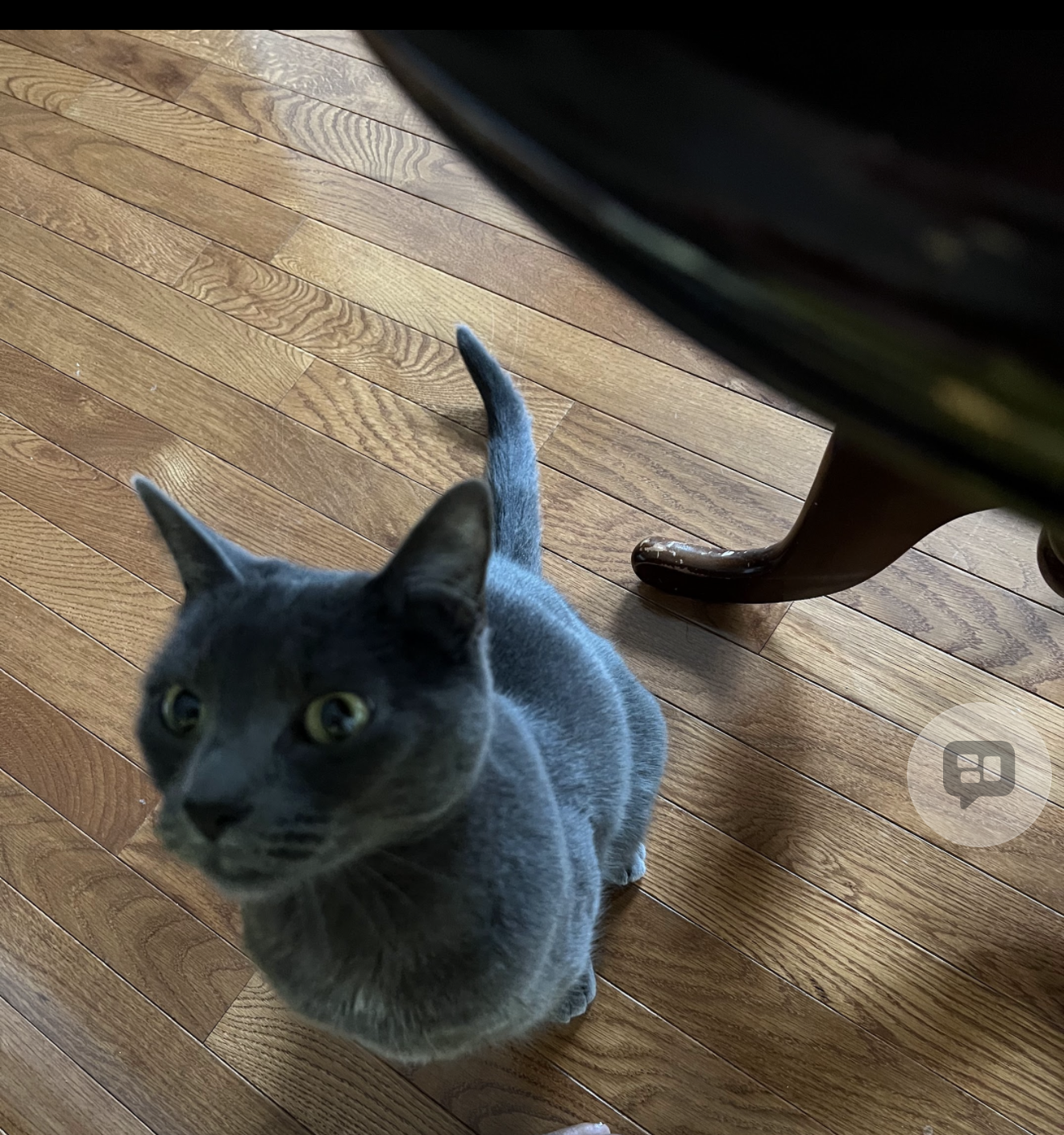 Sweet Russian Blue image 2