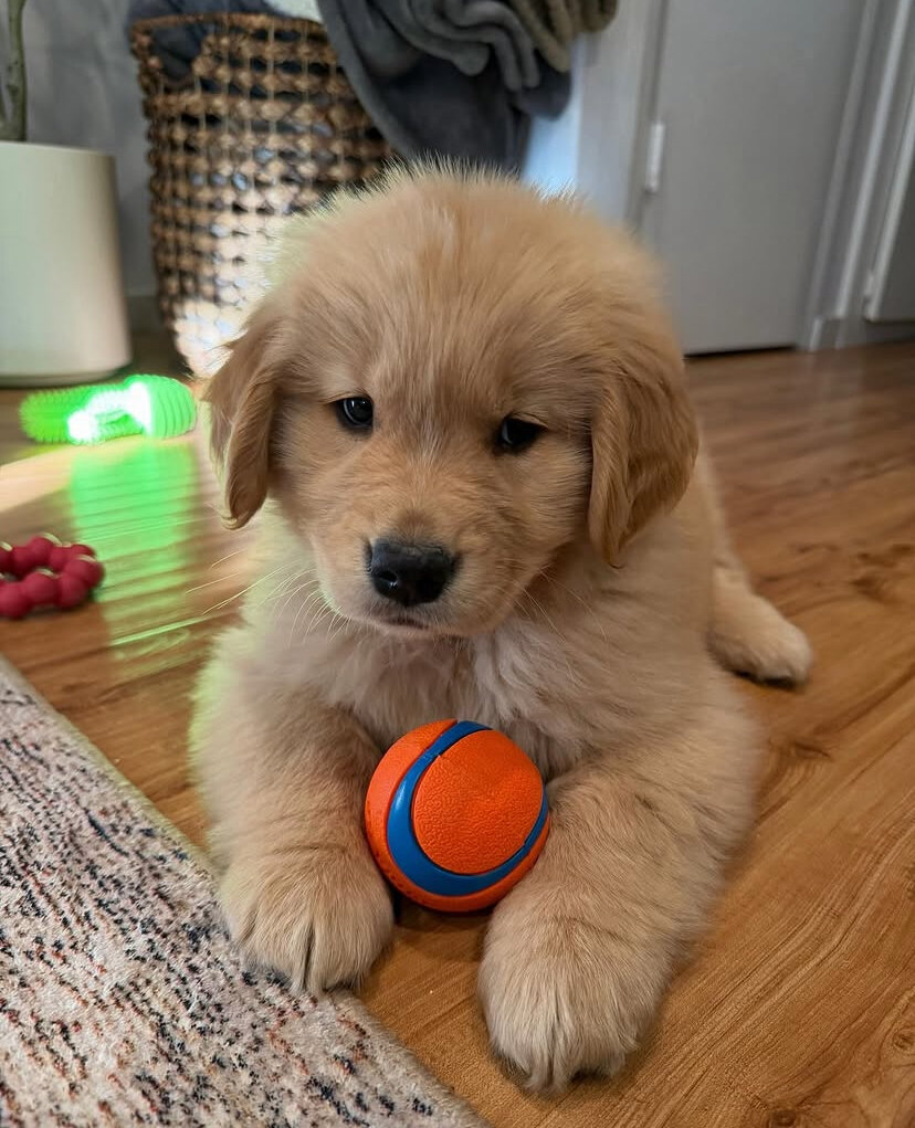 Cute golden retriever puppy image 5