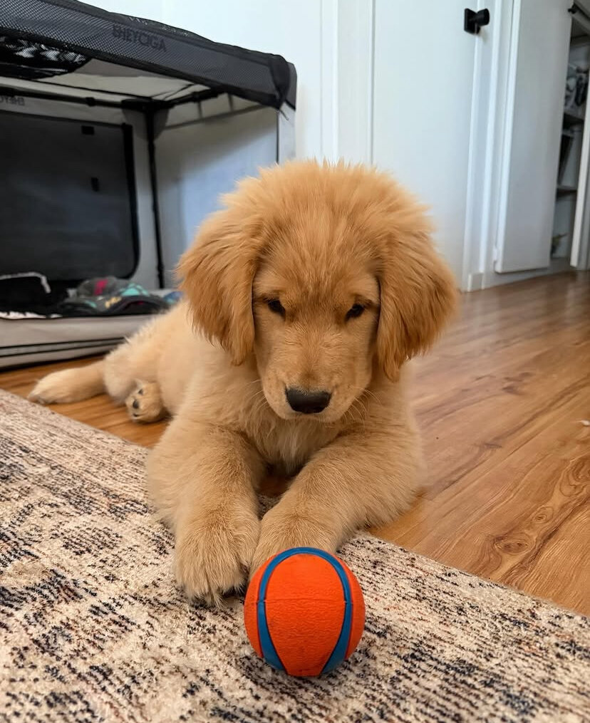 Cute golden retriever puppy image 4